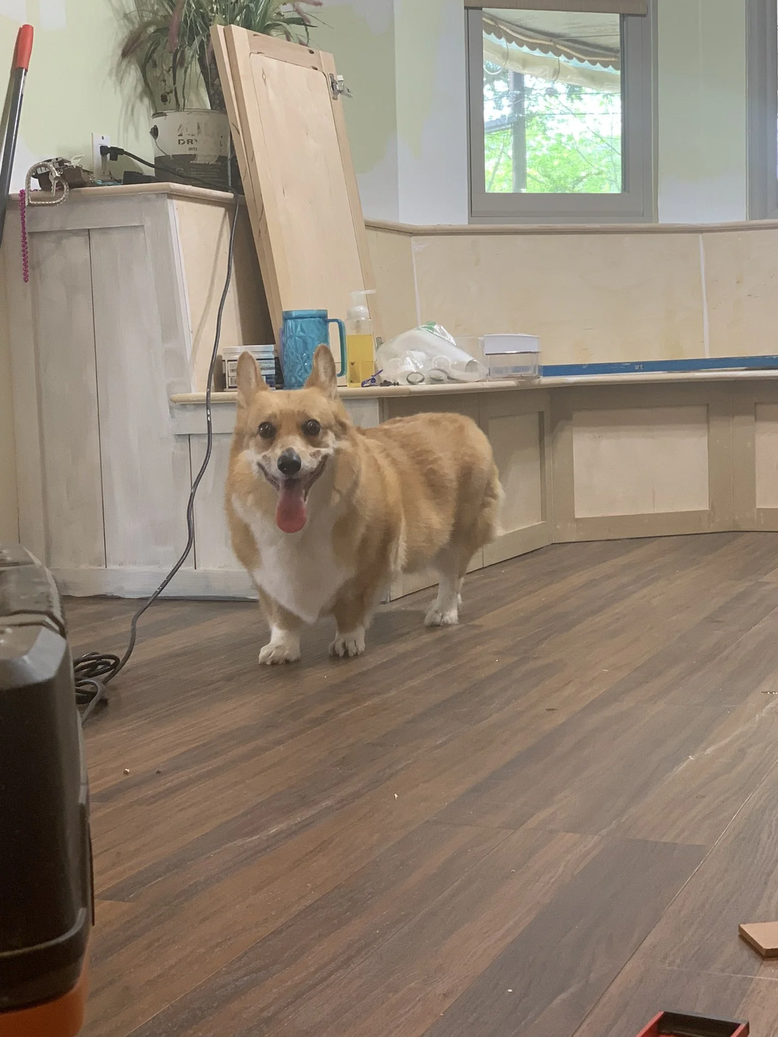bay window bench with doggie door
