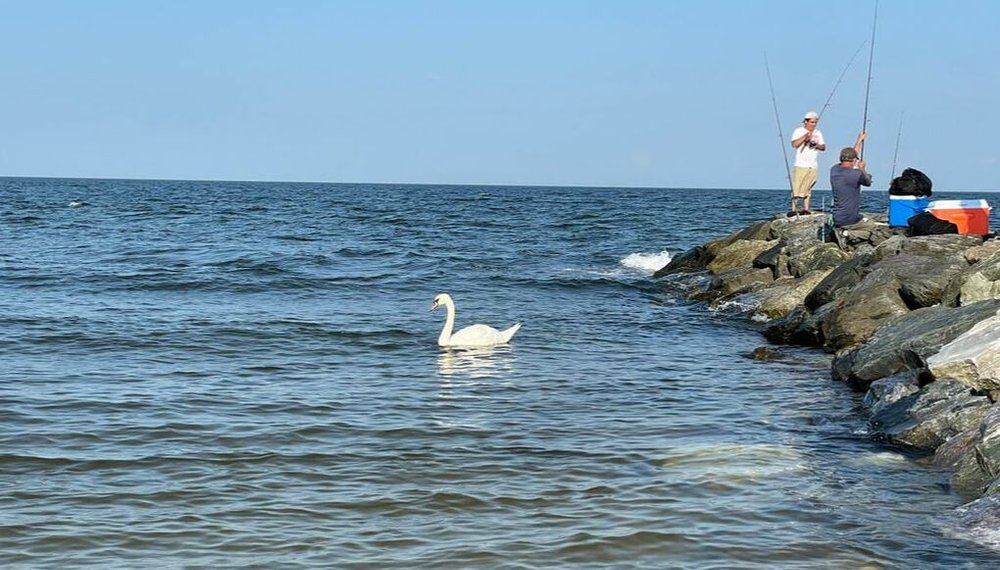  A swan paddles in the Chesapeake Bay, Point Lookout, Md. 