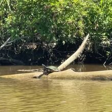  A turtle in McIntosh Run 