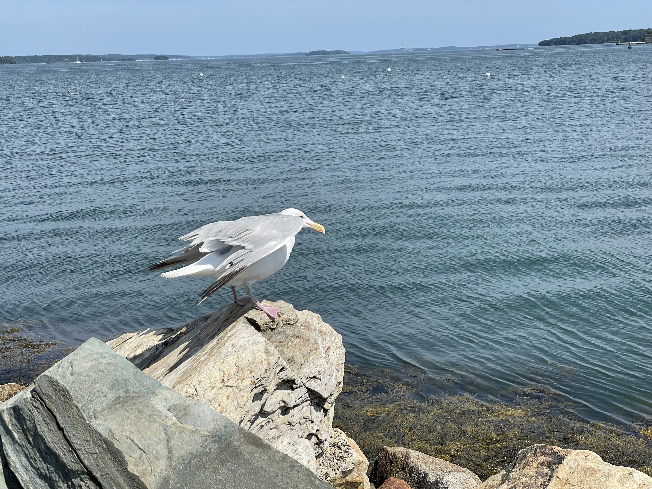   A seagull rests near Portland Breakwater Bug Light.  