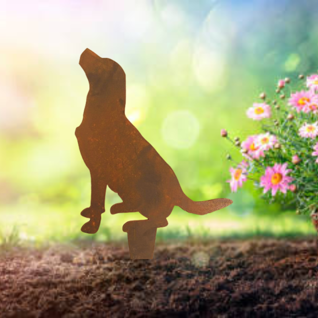 Labrador 1.png