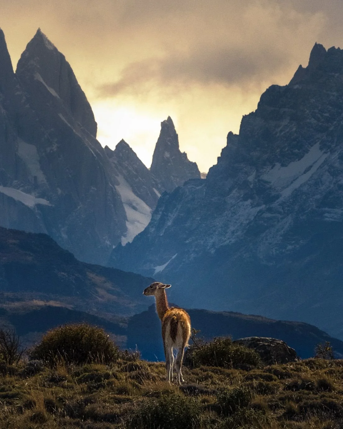 A llama standing in a grassy area with mountains in the background during sunset or sunrise.