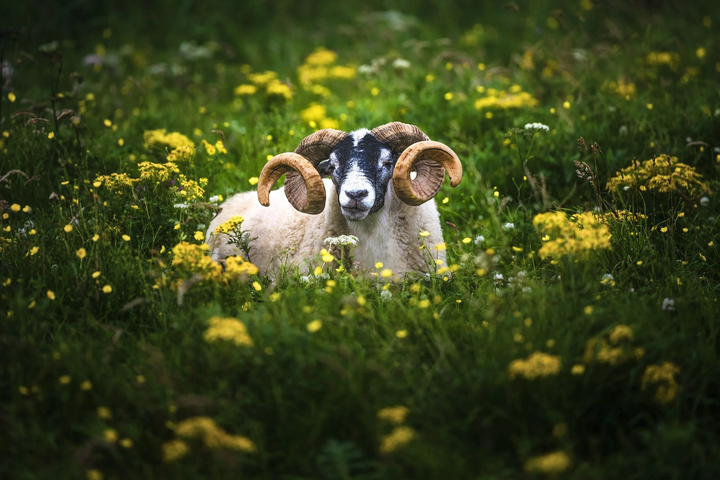Ein Schaf mit großen gewickelten Hörnern liegt in einer Wiese voller gelber und weißer Blumen.