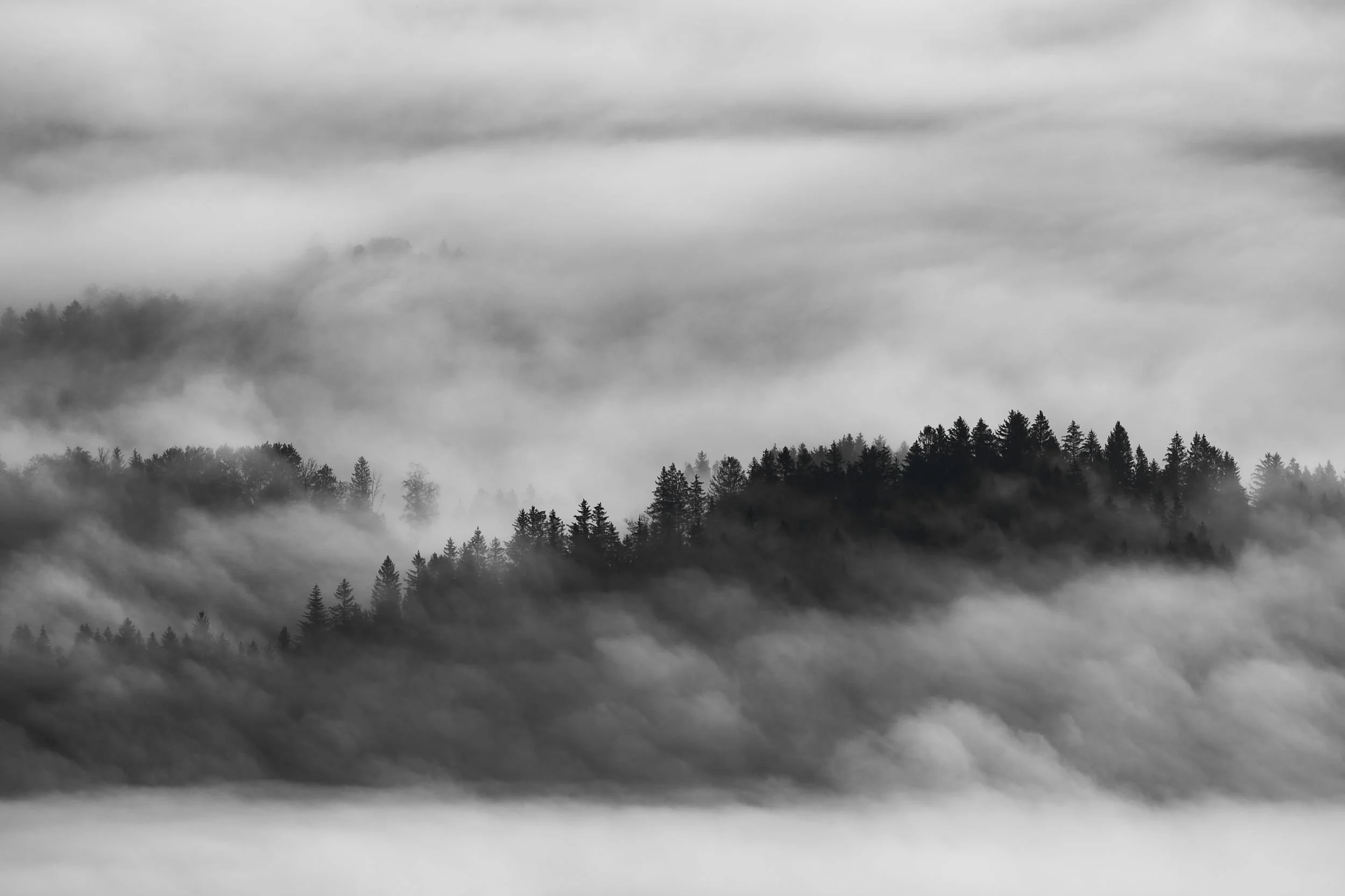 Black and white photograph of a foggy forest with trees on hills, shrouded in mist.