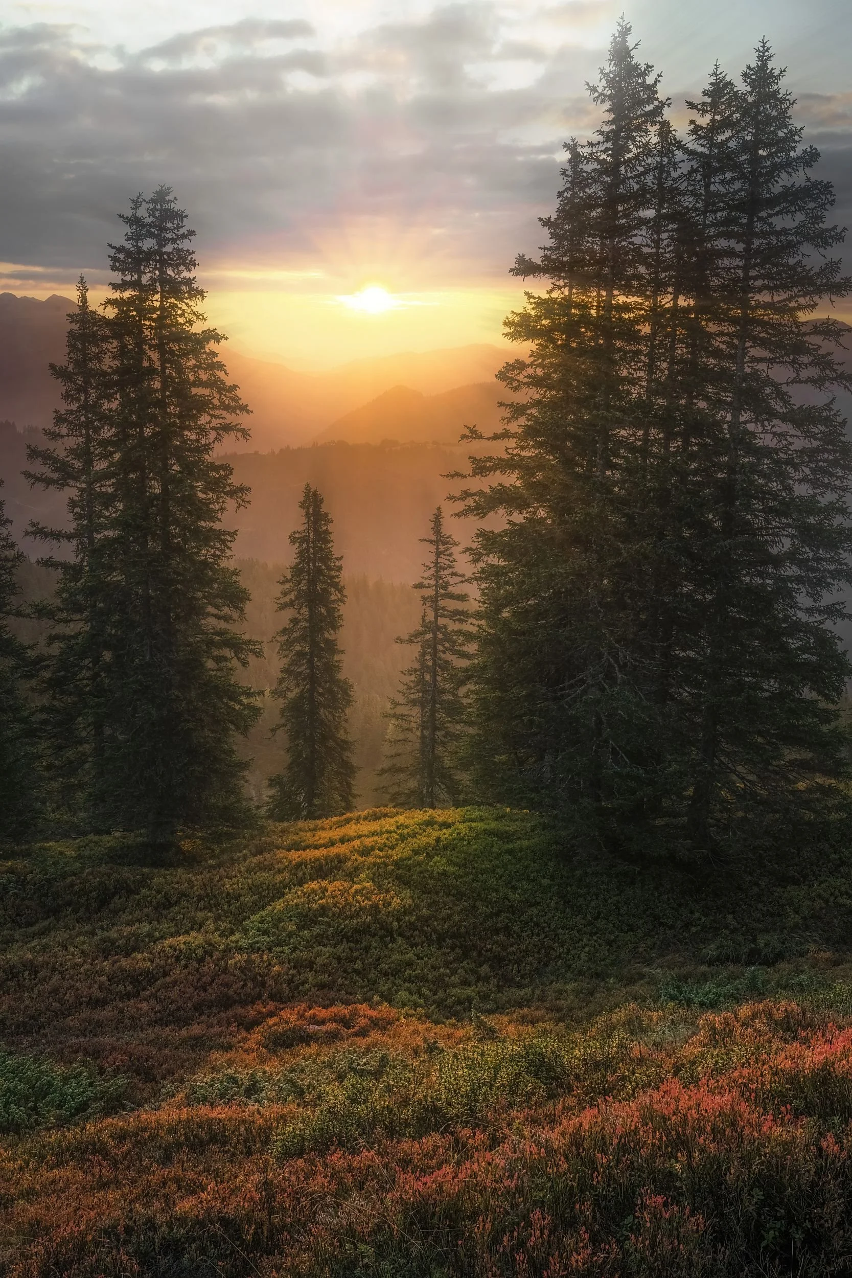 Sunset over a forested mountain landscape with tall evergreen trees and colorful shrubs in the foreground.