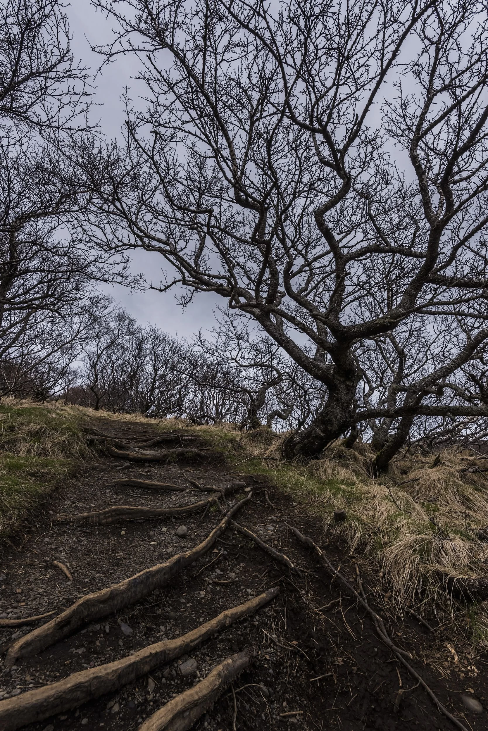 A dirt trail with exposed roots on a hillside, flanked by leafless trees under a cloudy sky.