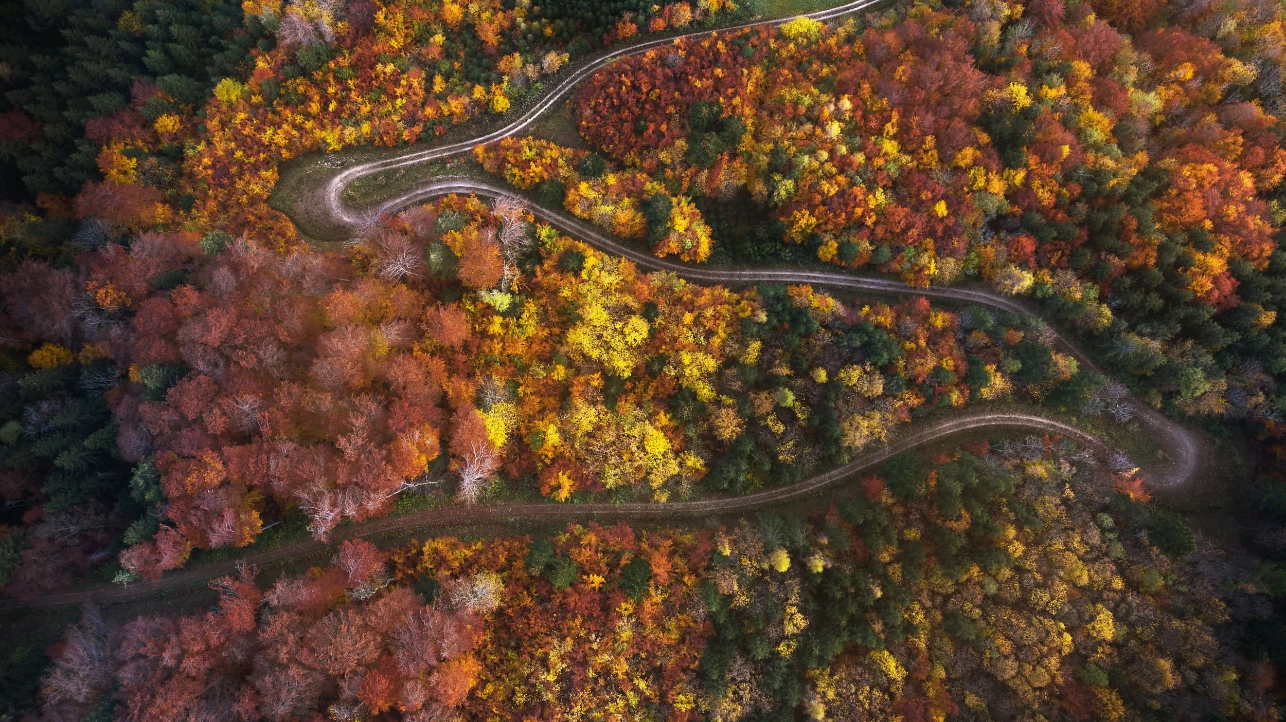 An aerial view of a winding dirt path running through a colorful autumn forest with trees in shades of red, orange, yellow, and green.