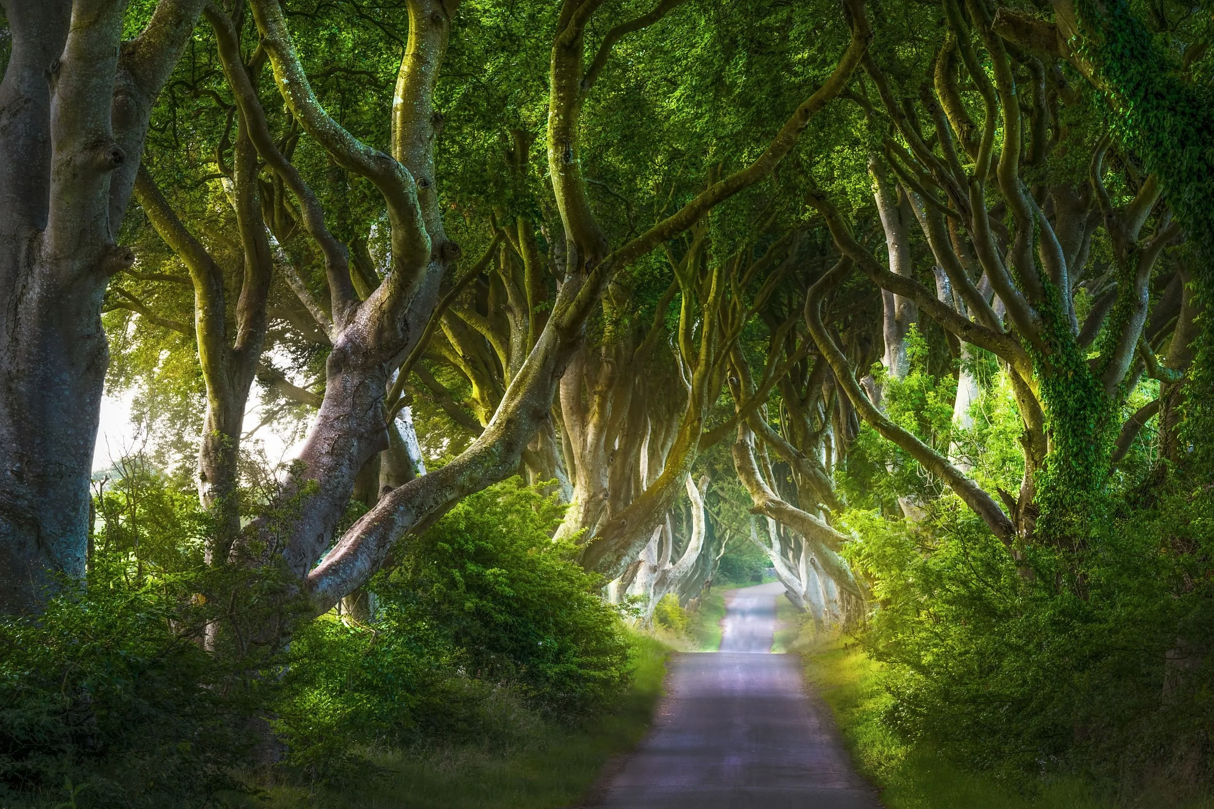 A tree-lined dirt pathway with twisted branches arching overhead, creating a natural tunnel in a lush green forest.