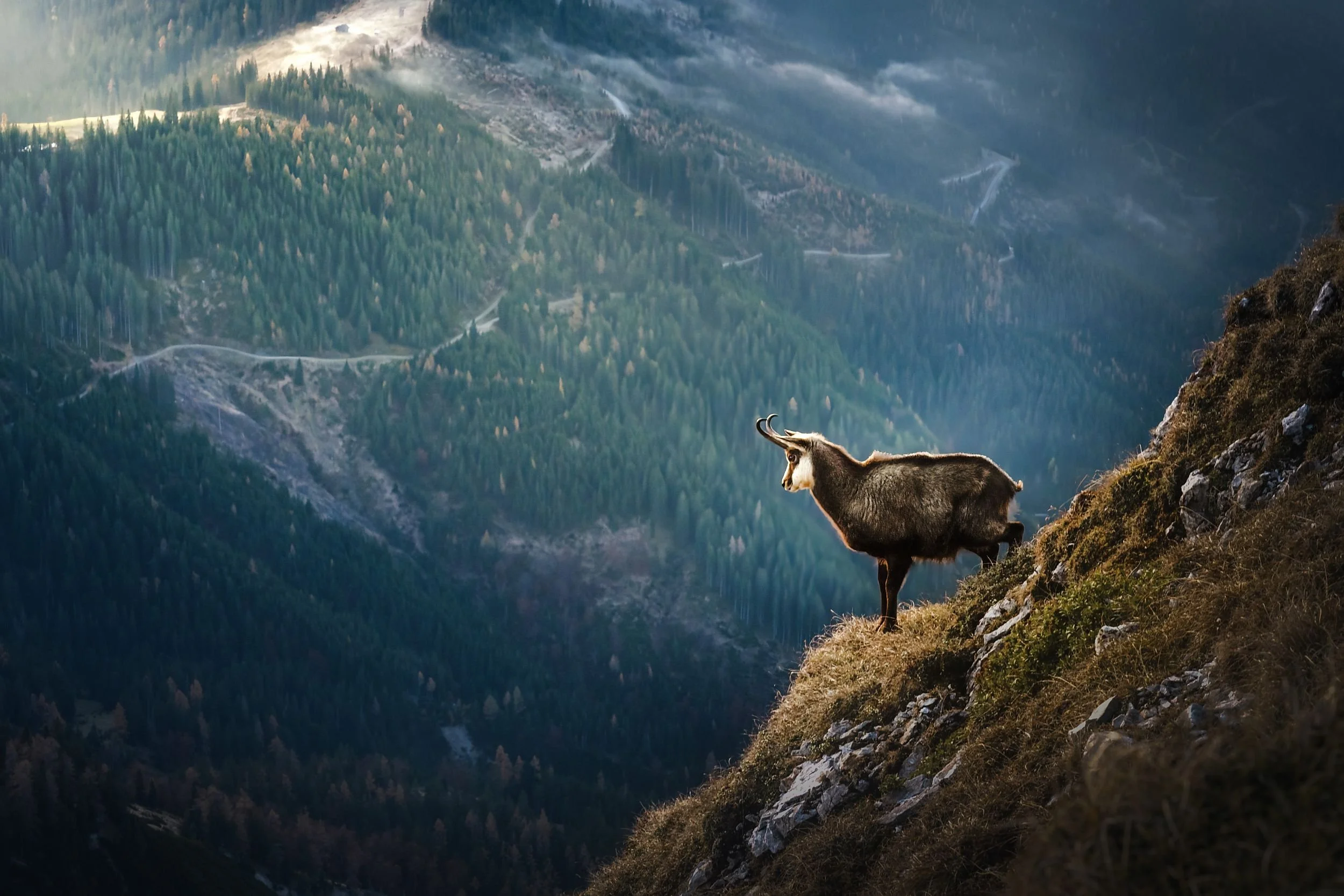 A mountain goat standing on a steep rocky hillside with a forested mountain landscape in the background.