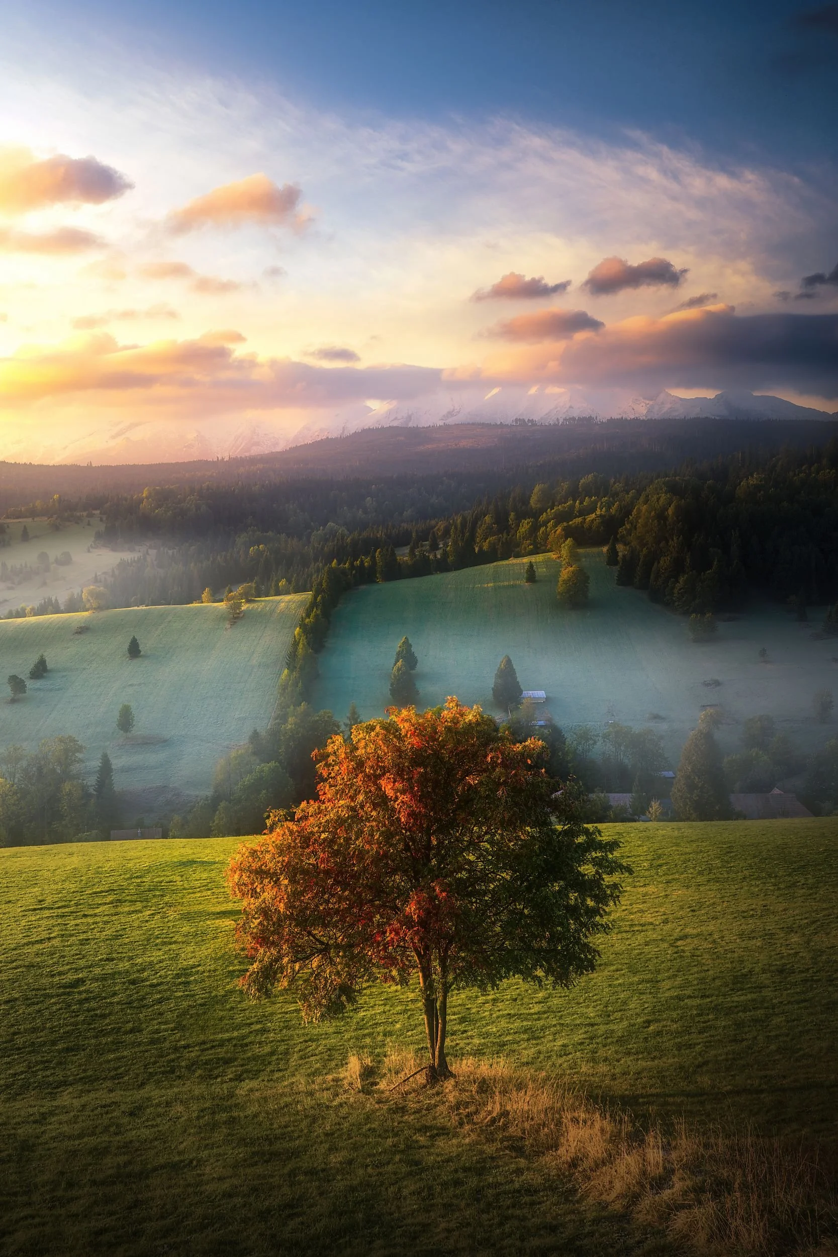 A scenic landscape with a single tree in the foreground, green fields, a forest, and distant mountains under a colorful sky at sunrise or sunset.