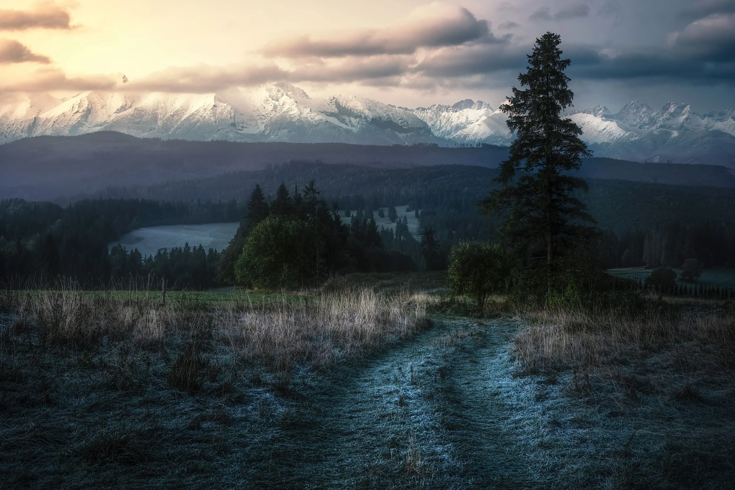 A scenic landscape featuring a dirt path through tall grass, with a large evergreen tree in the foreground, rolling hills, dense forest, and snow-capped mountains in the background under a cloudy sky.