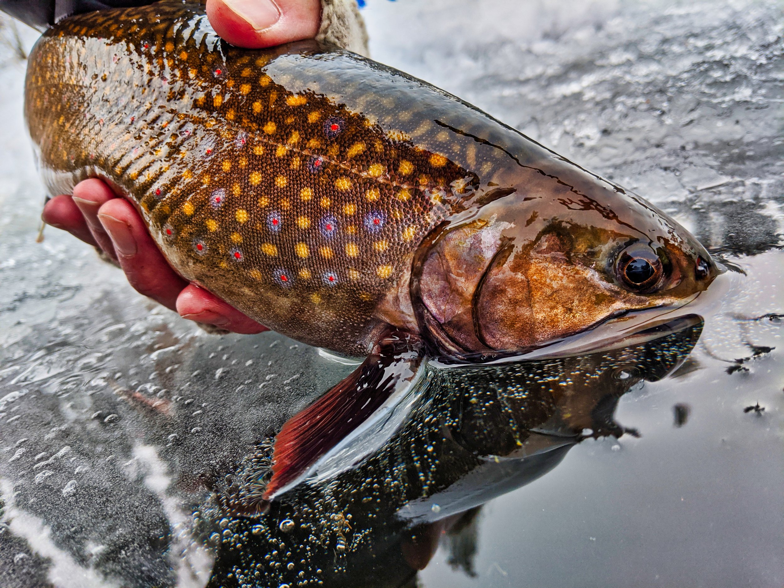 Washington's top 5 ice fisheries — Spilt Milt Productions