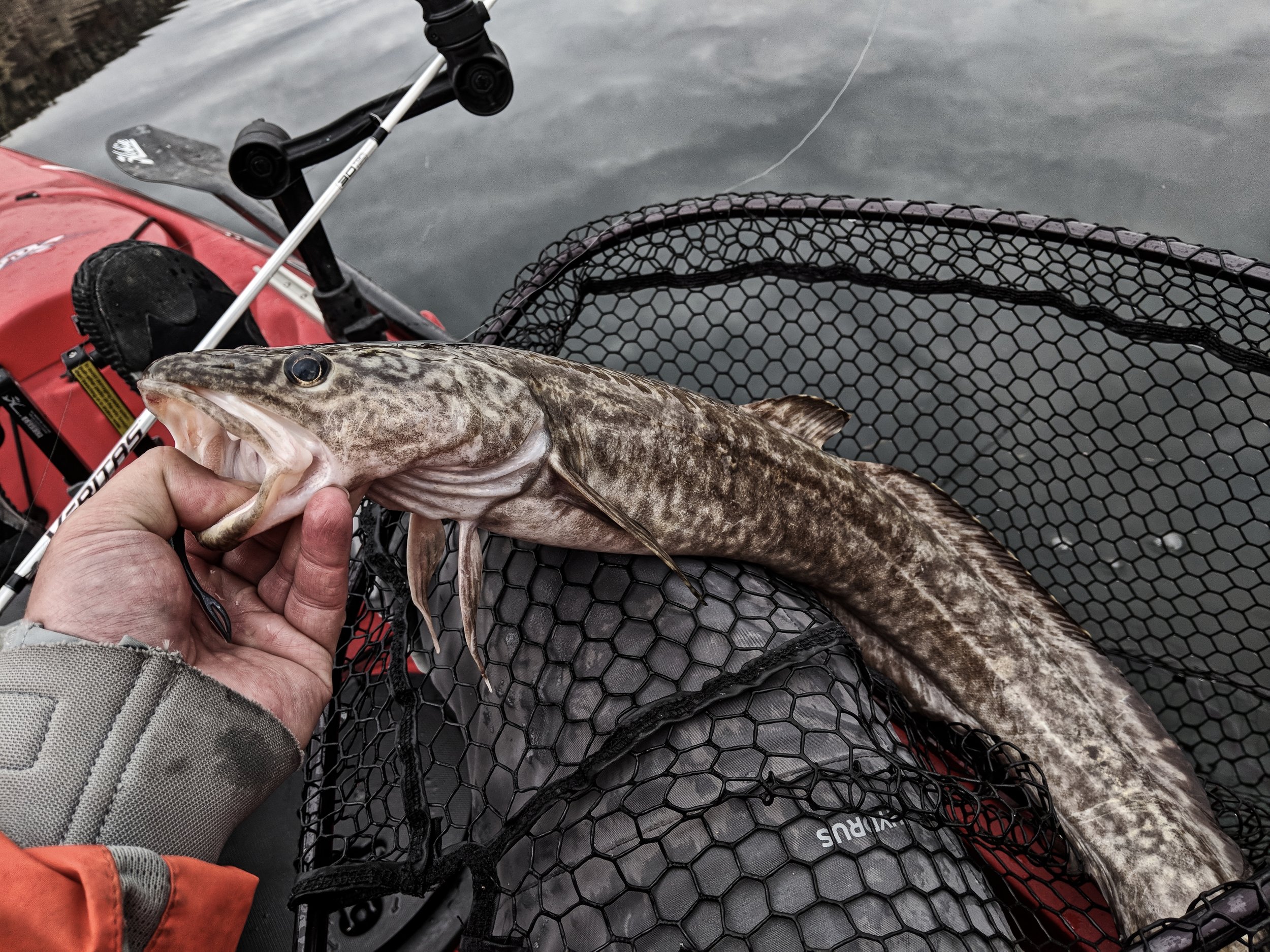 Burbot fishing in the pacific northwest — Spilt Milt Productions