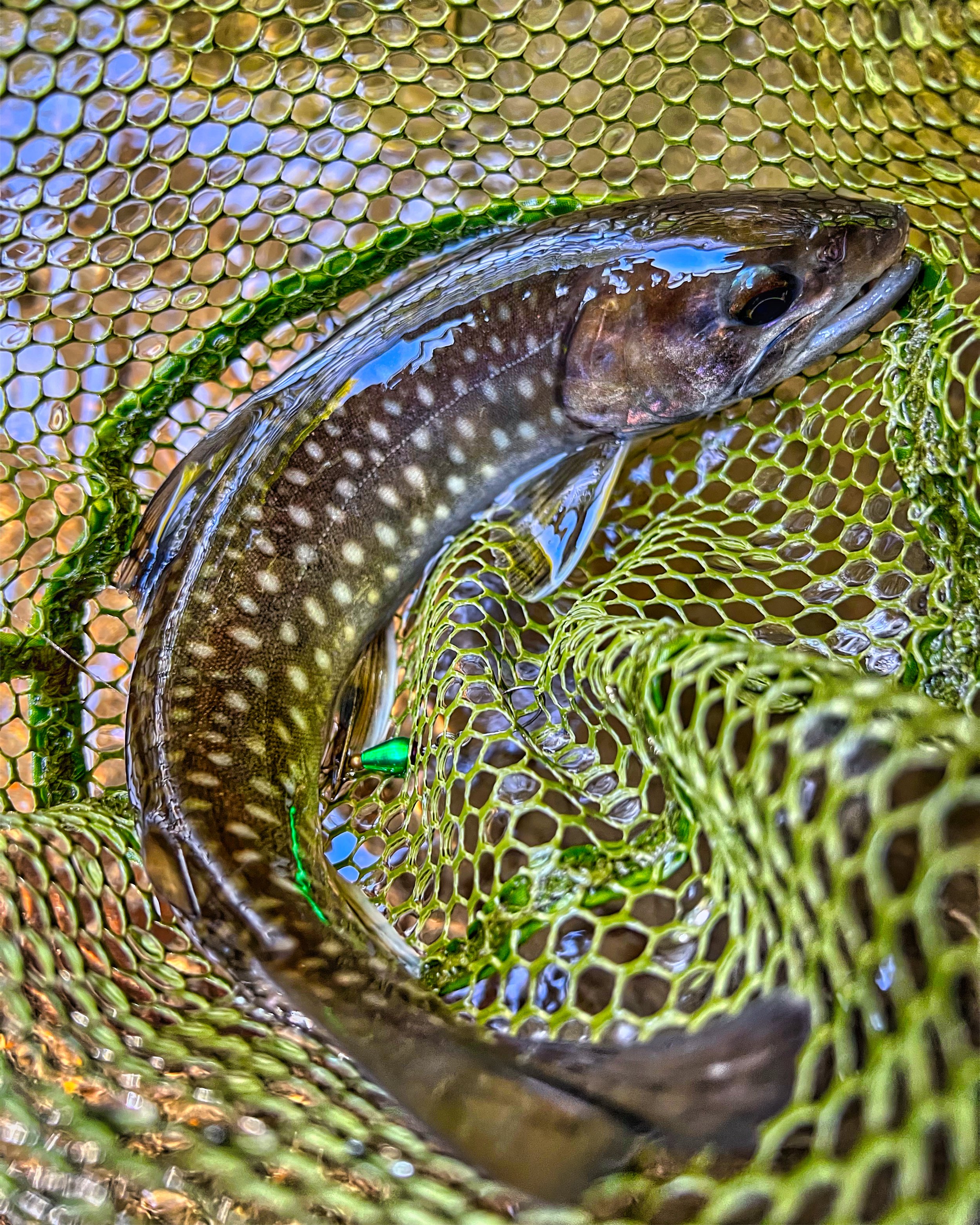 Cherry Trout Jigging off Esan, Hokkaido Using different line systems and  jigs is the key to success!