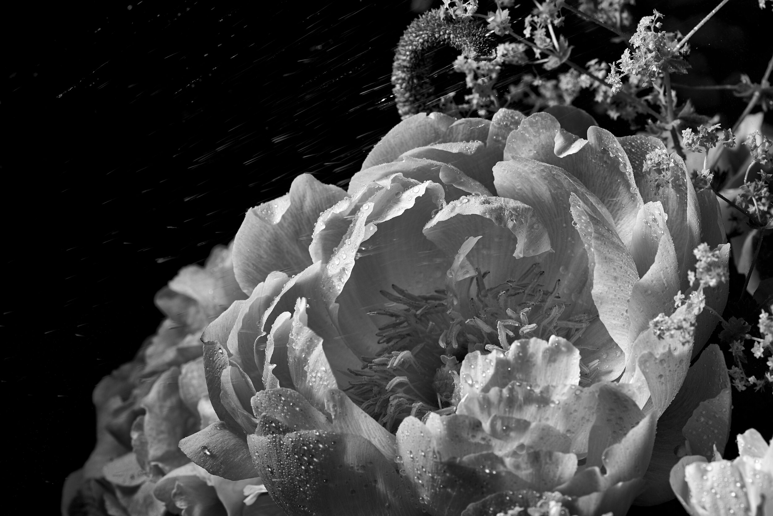 Flower_BW_03.jpg