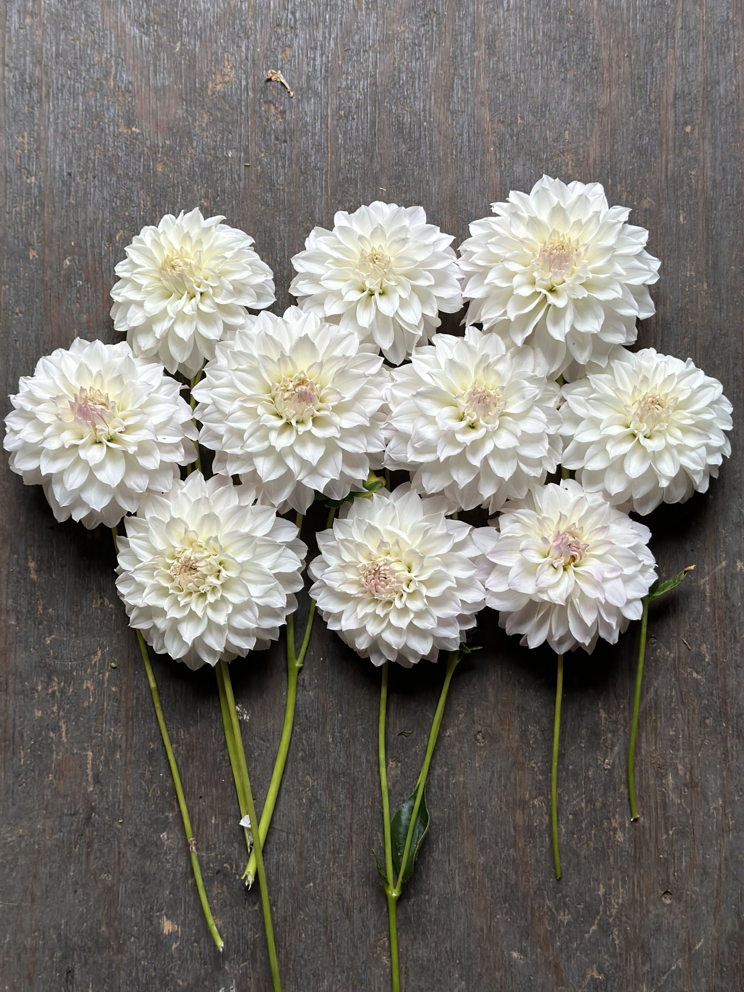 Roe's Evanecense2.jpg