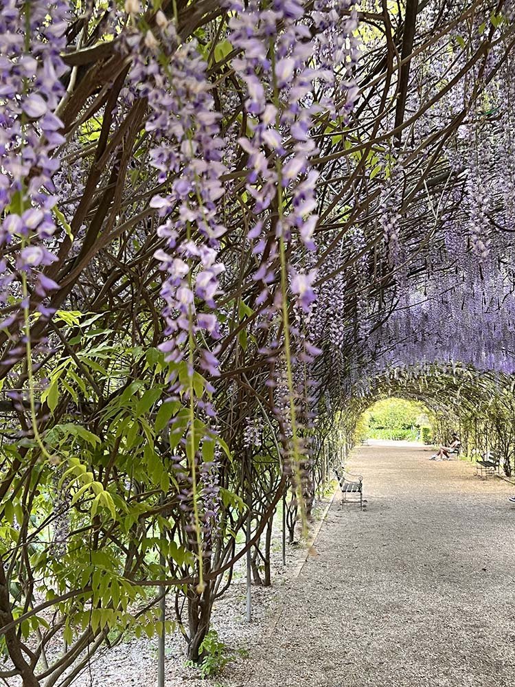 Adelaide_botanical_gardens_wisteria.jpg
