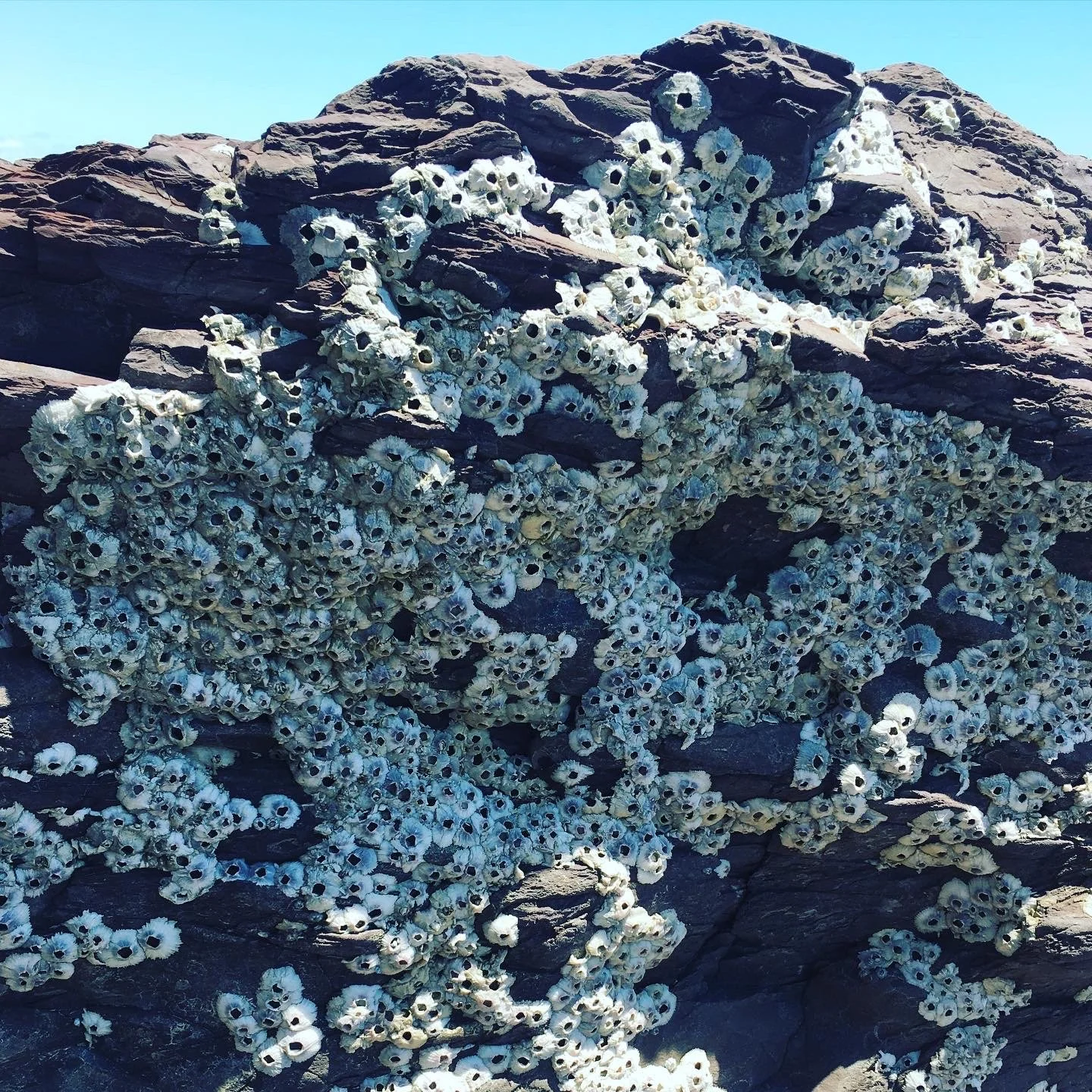 Barnacles photographed at nearby Hallet Cove beach