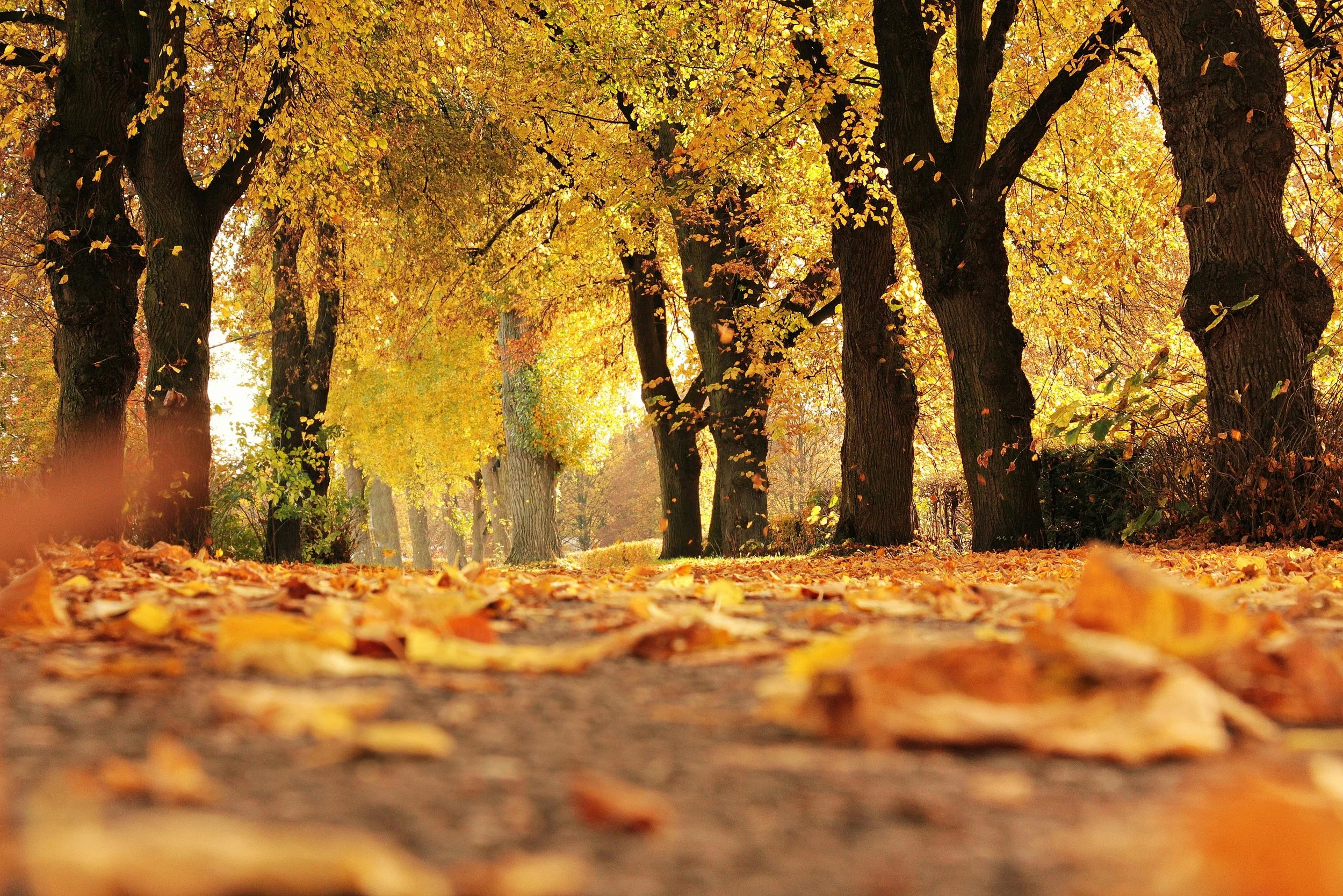 The Conglomerate’s Guide to Fall 