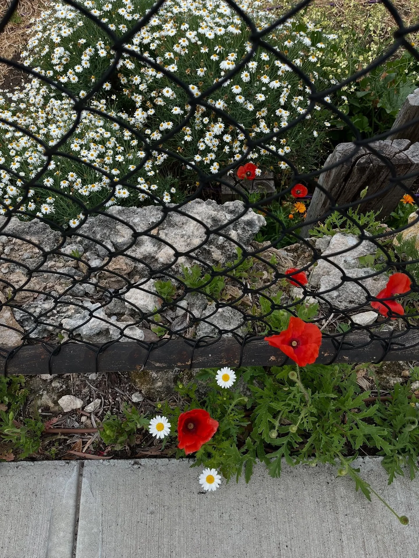 Makers &amp; Bakers, plus flowers 🪻