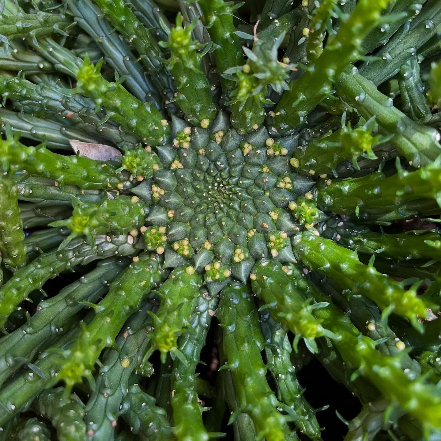 Holidays (at home) 🌱