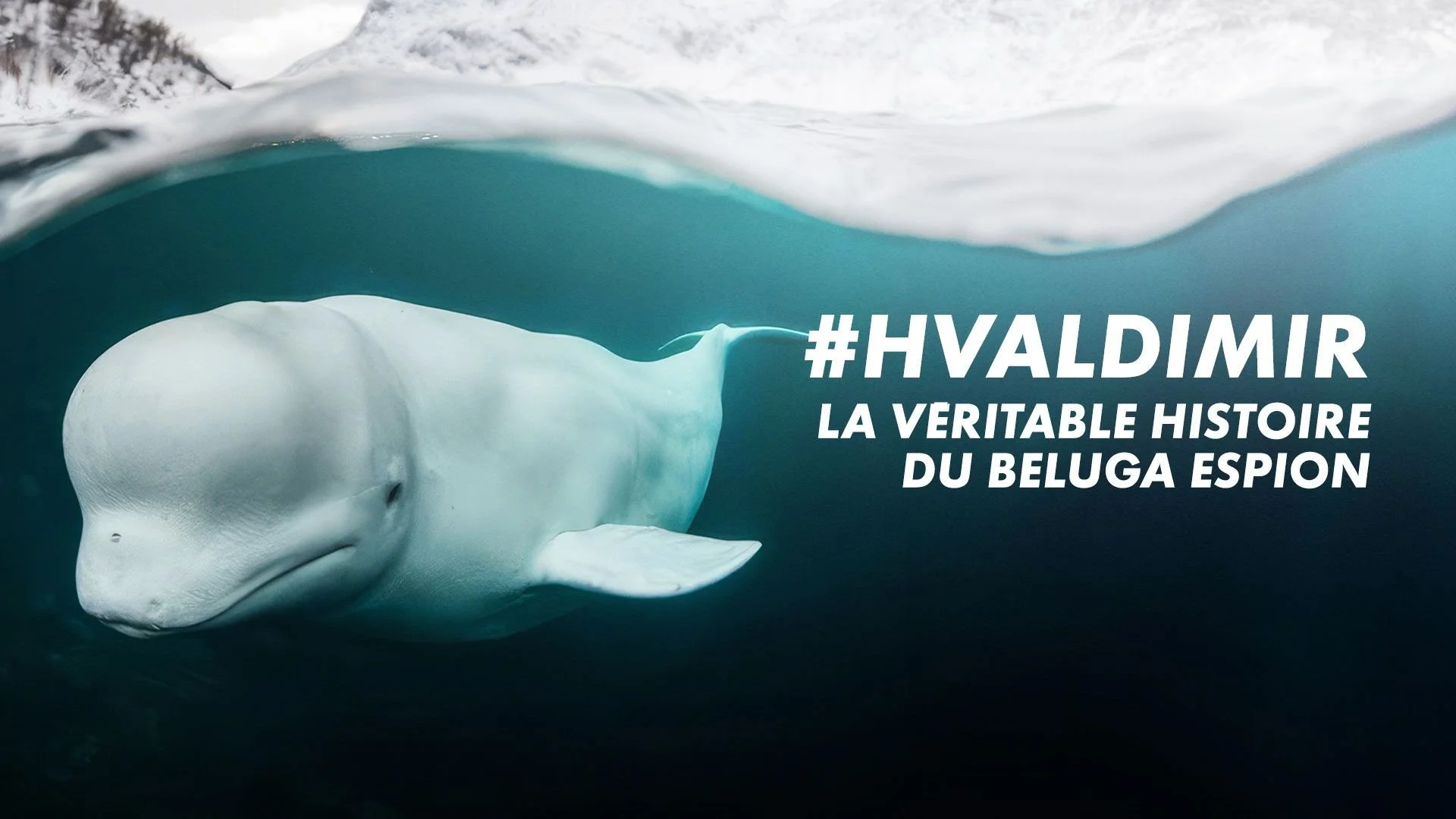 Hvaldimir | La véritable histoire du béluga espion