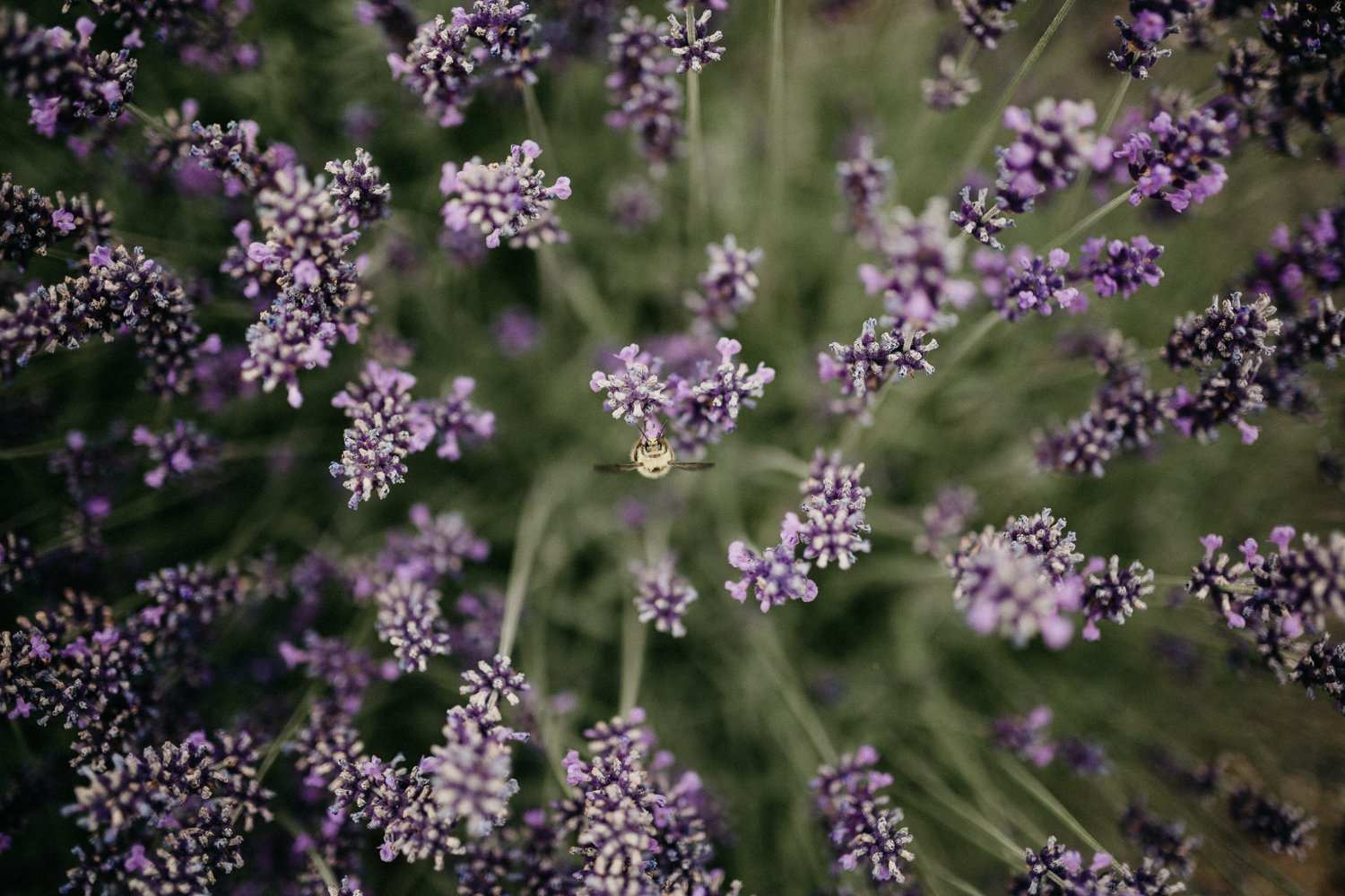 barn weddings venues near me -6