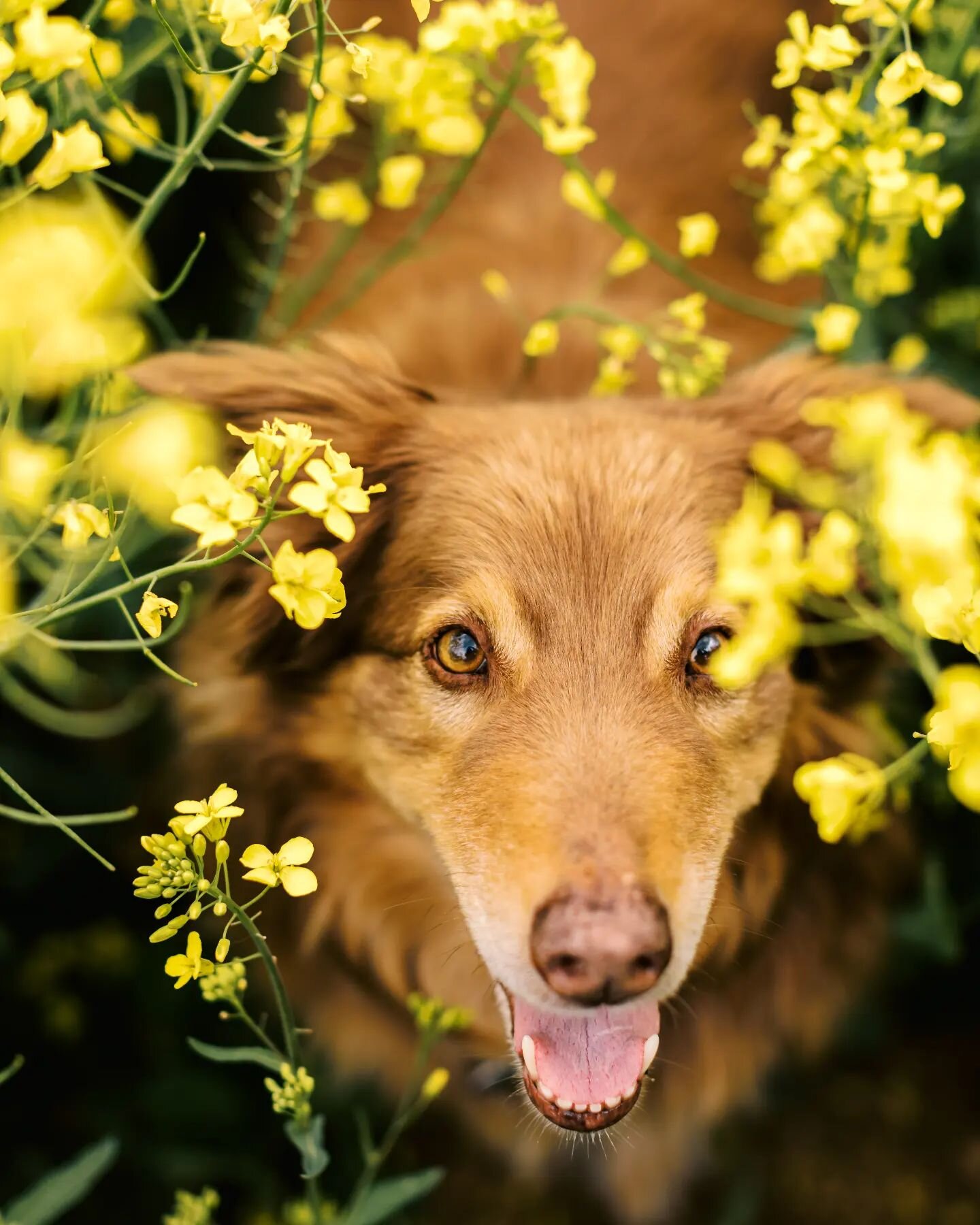 🌼🌼🌈 🌼🌼