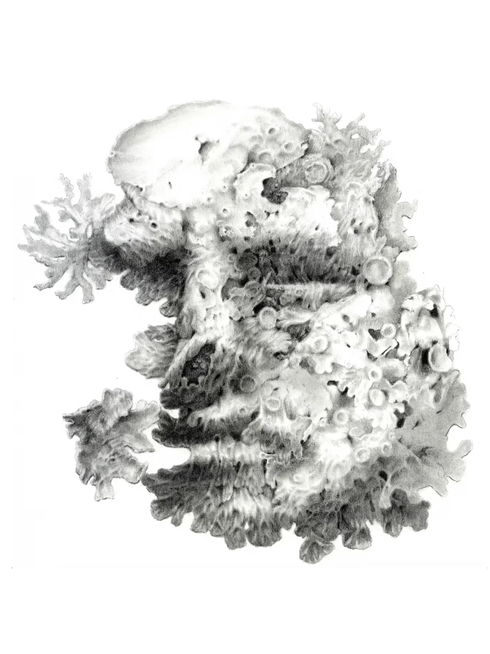 Civis terae sp.7 | Inês-Hermione Mulford