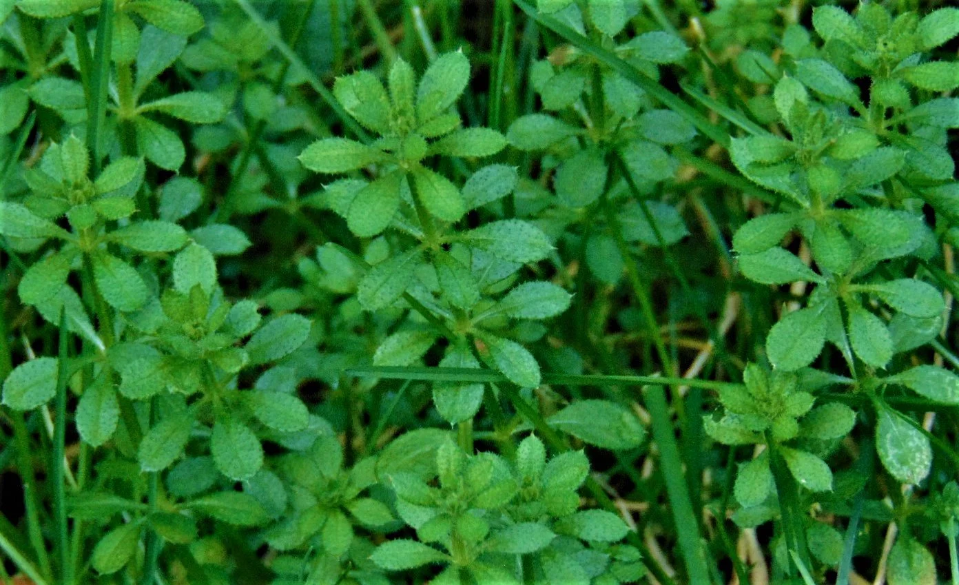 Spring Tonic Foraging Challenge — Ziggurat World of Herbs