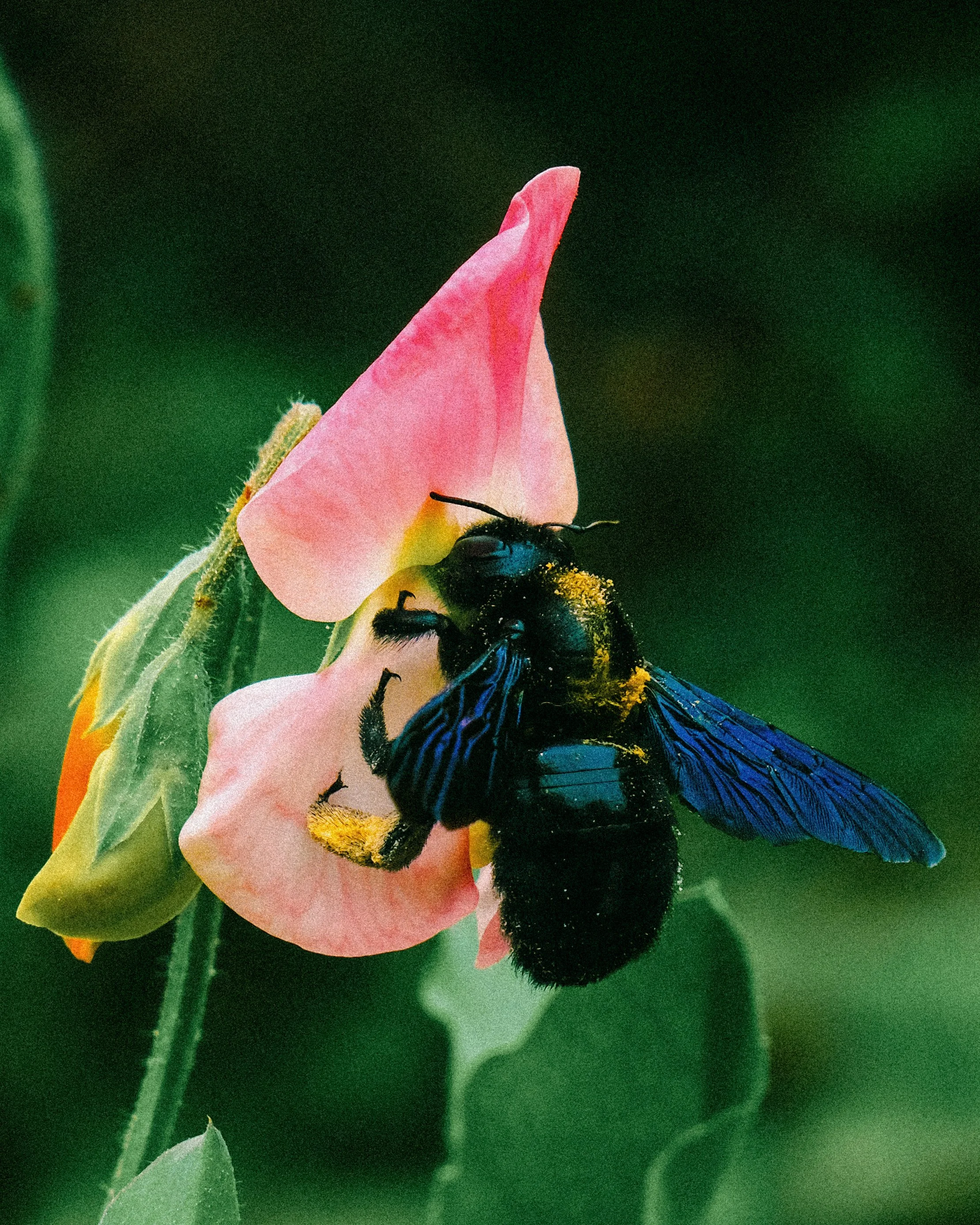 DSCF0530.JPG