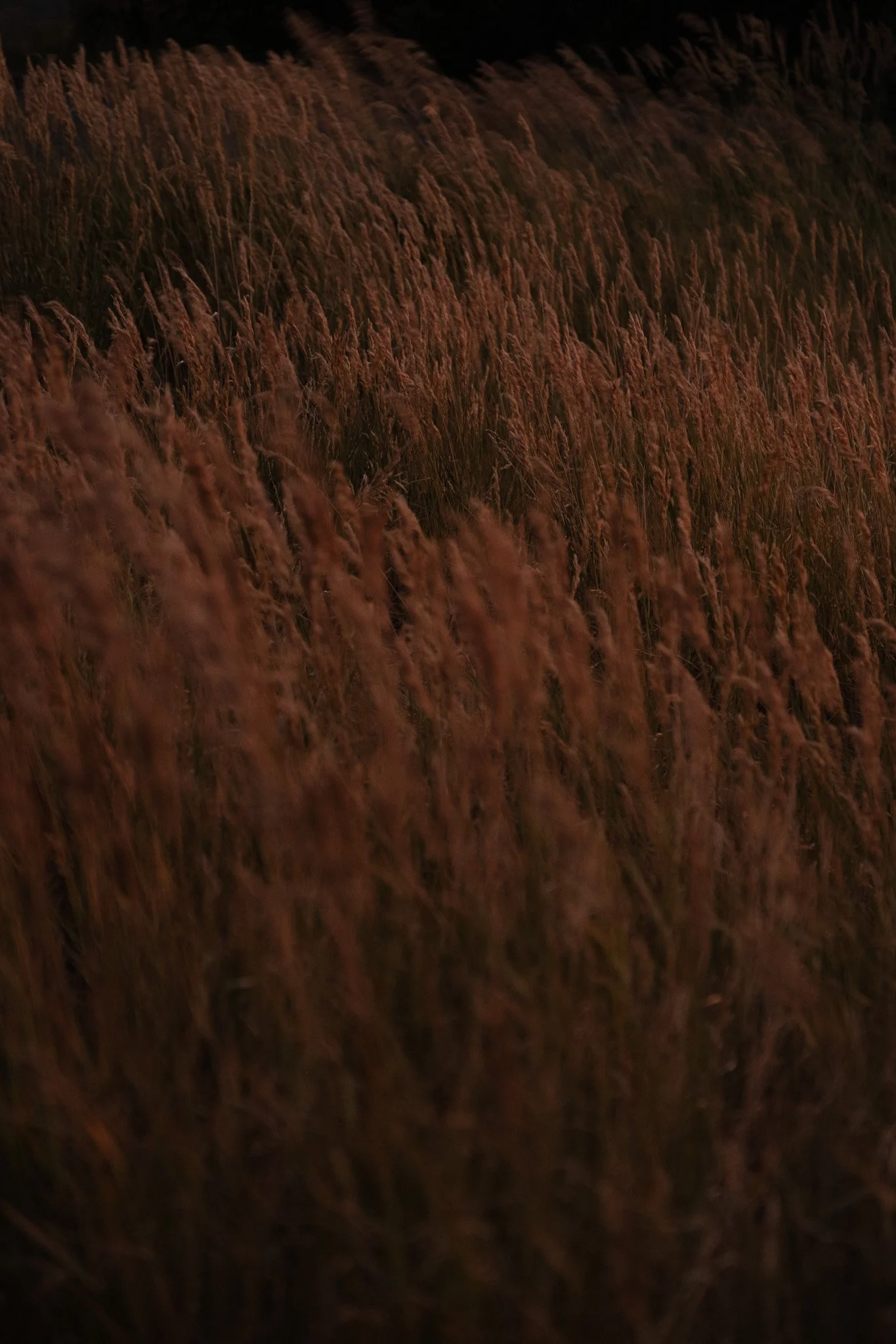 Summer Trip in Colorado - X-T5-1604.jpg