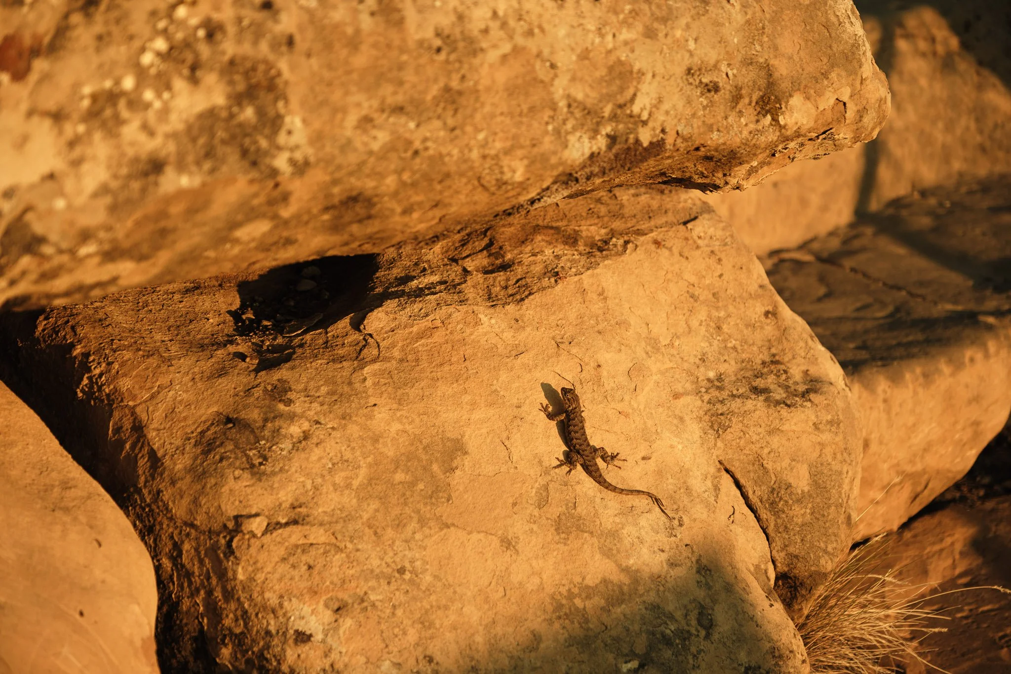 Summer Trip in Colorado - X-T5-1512.jpg