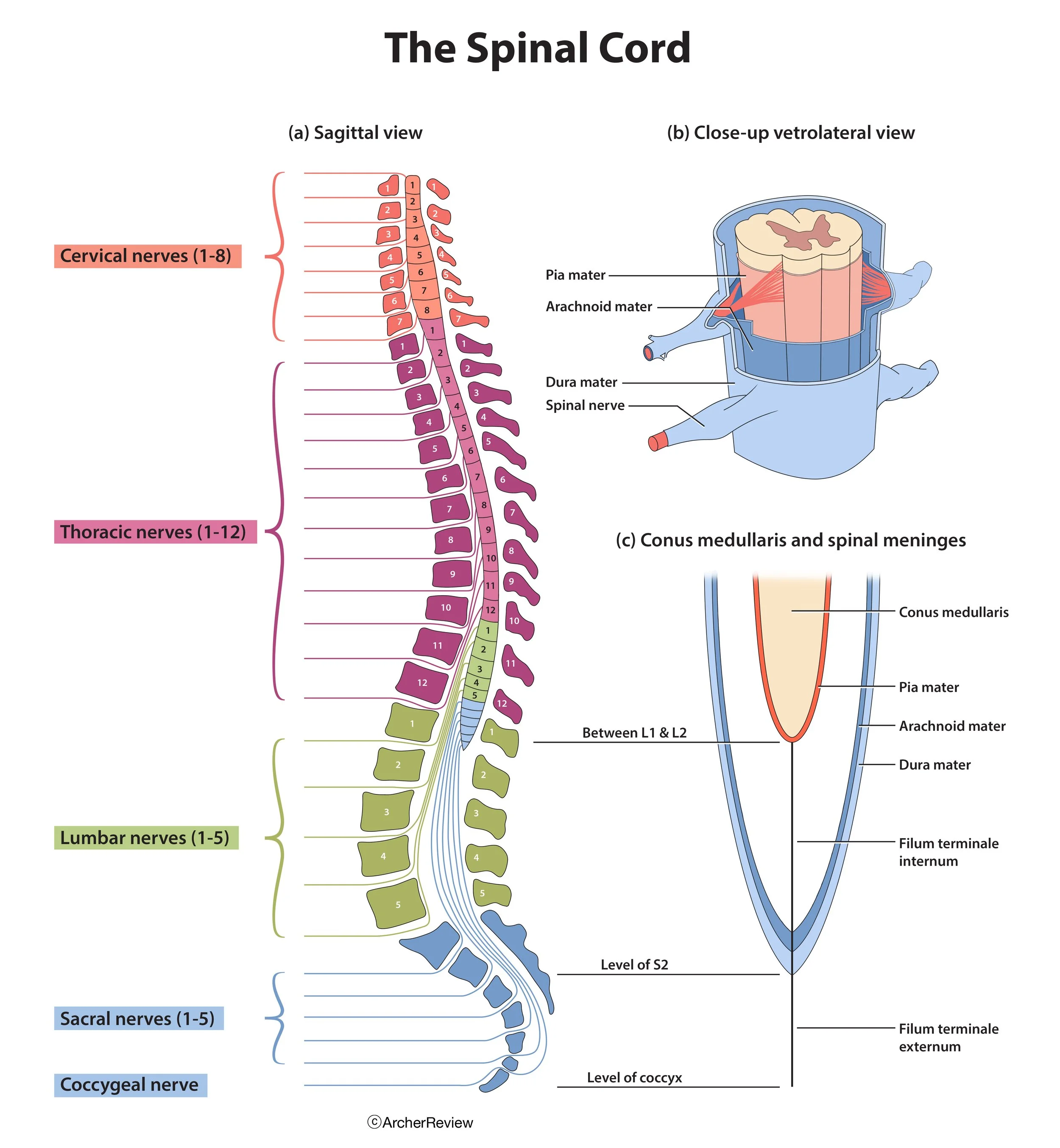The_Spinal_Cord.jpg