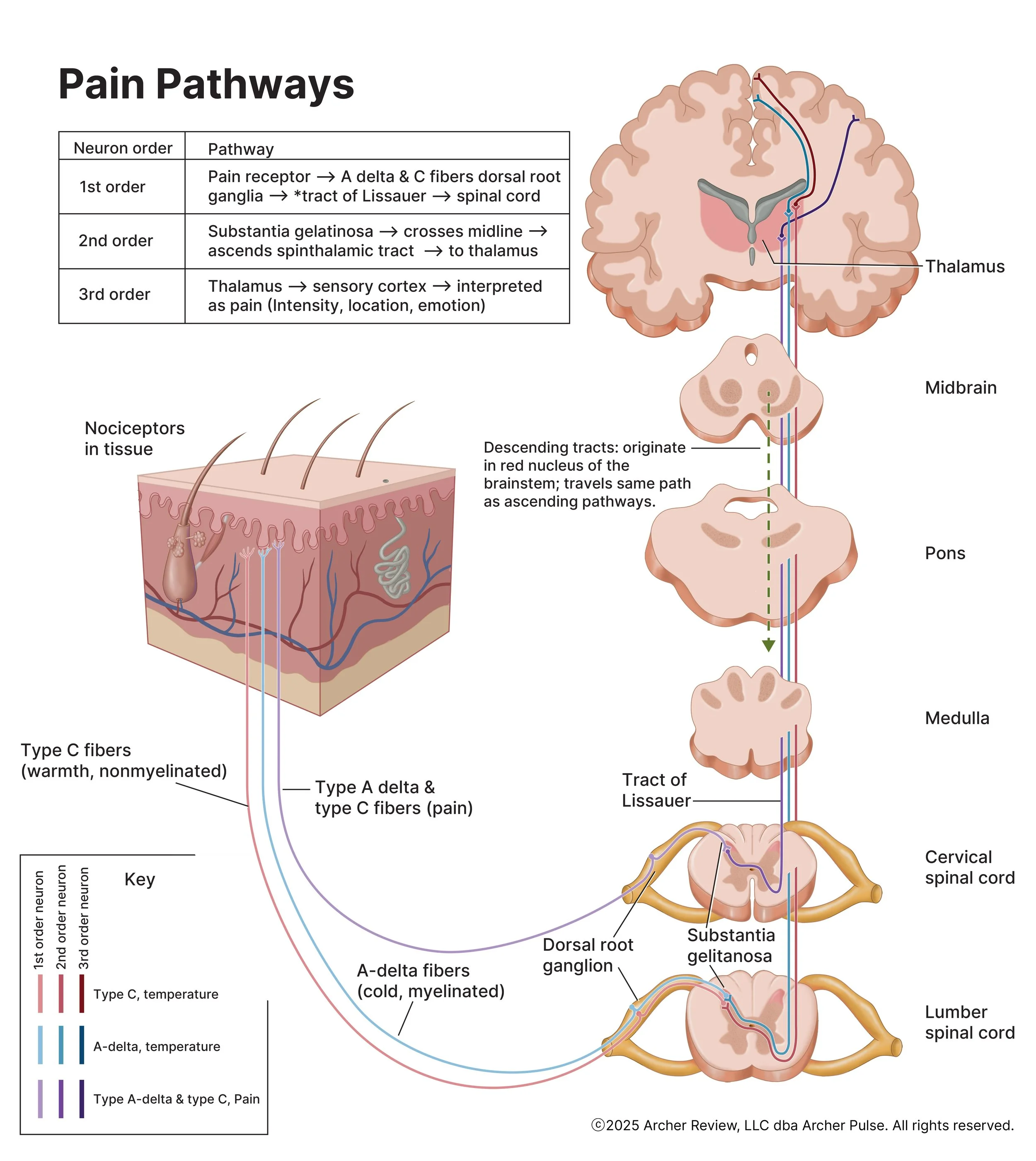 Pain Pathways