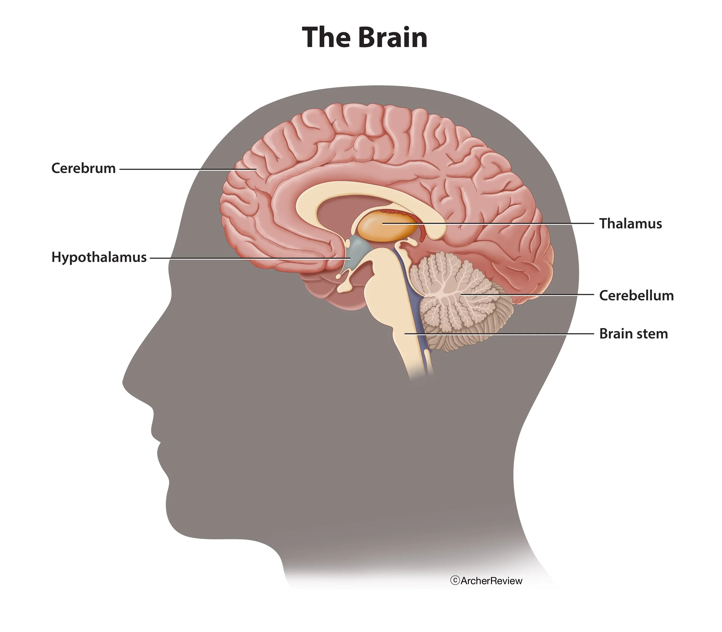 The_Brain.jpg