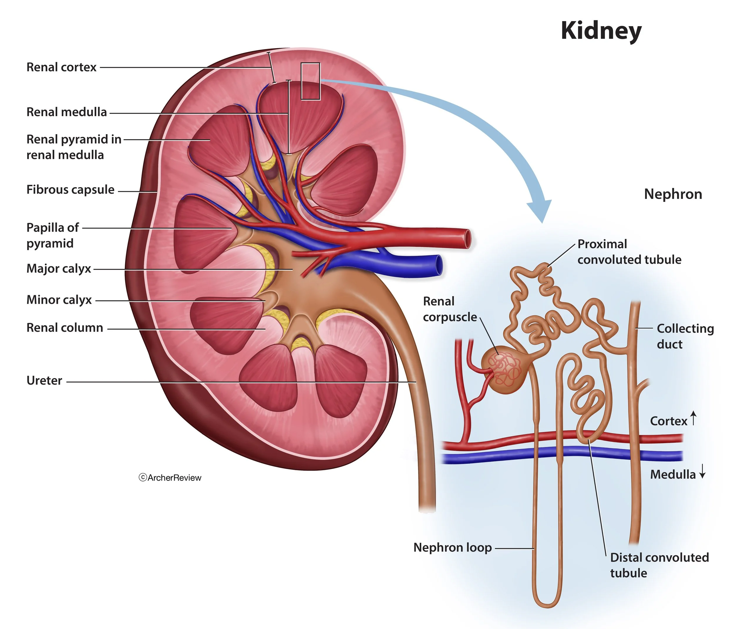 Kidney.jpg