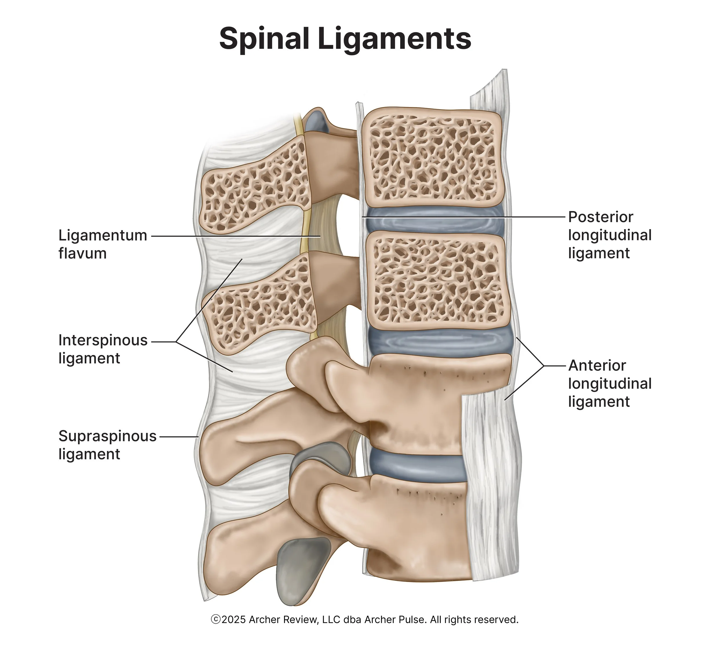 Spinal Ligaments