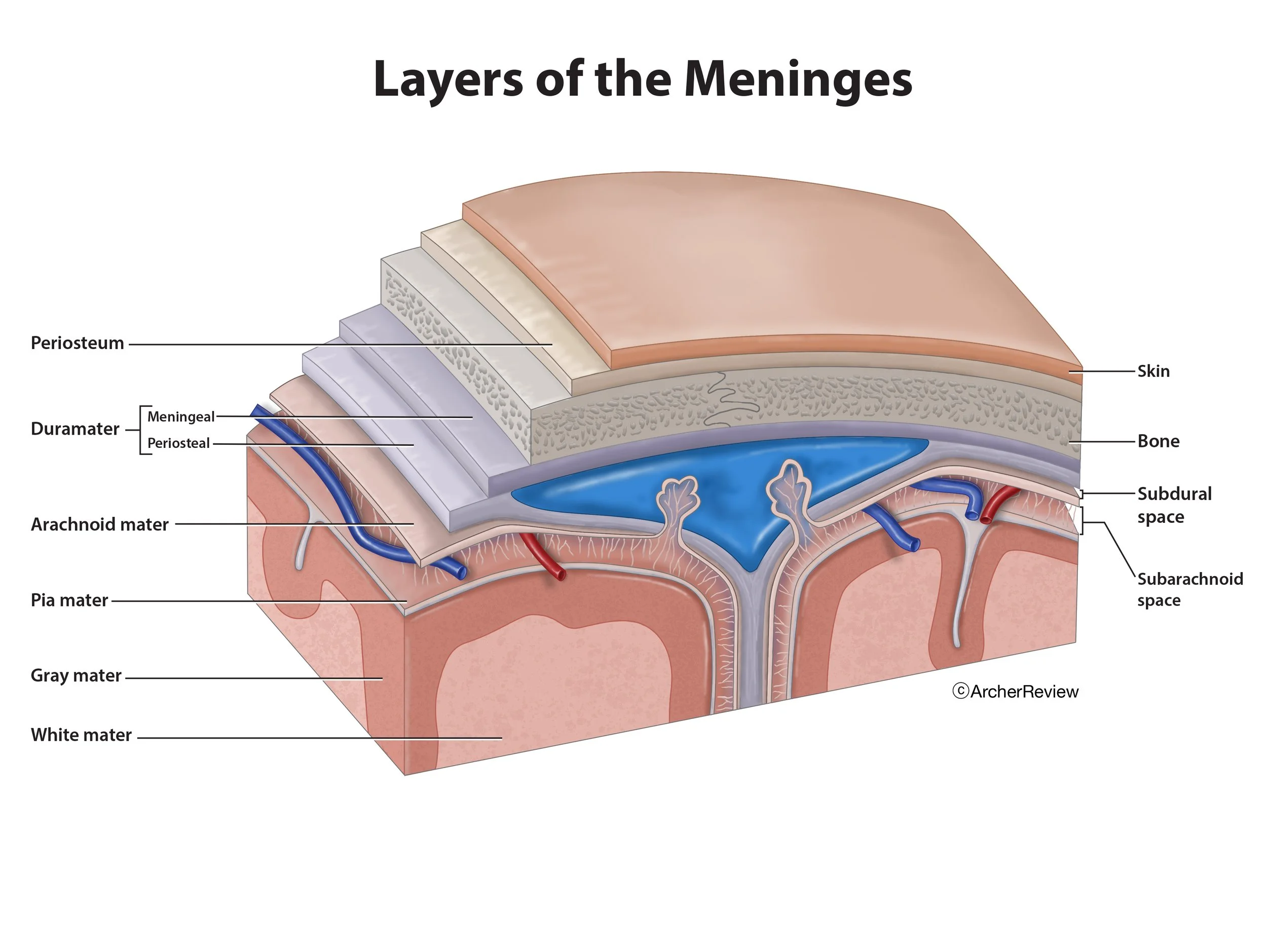 Layers_Meninges.jpg