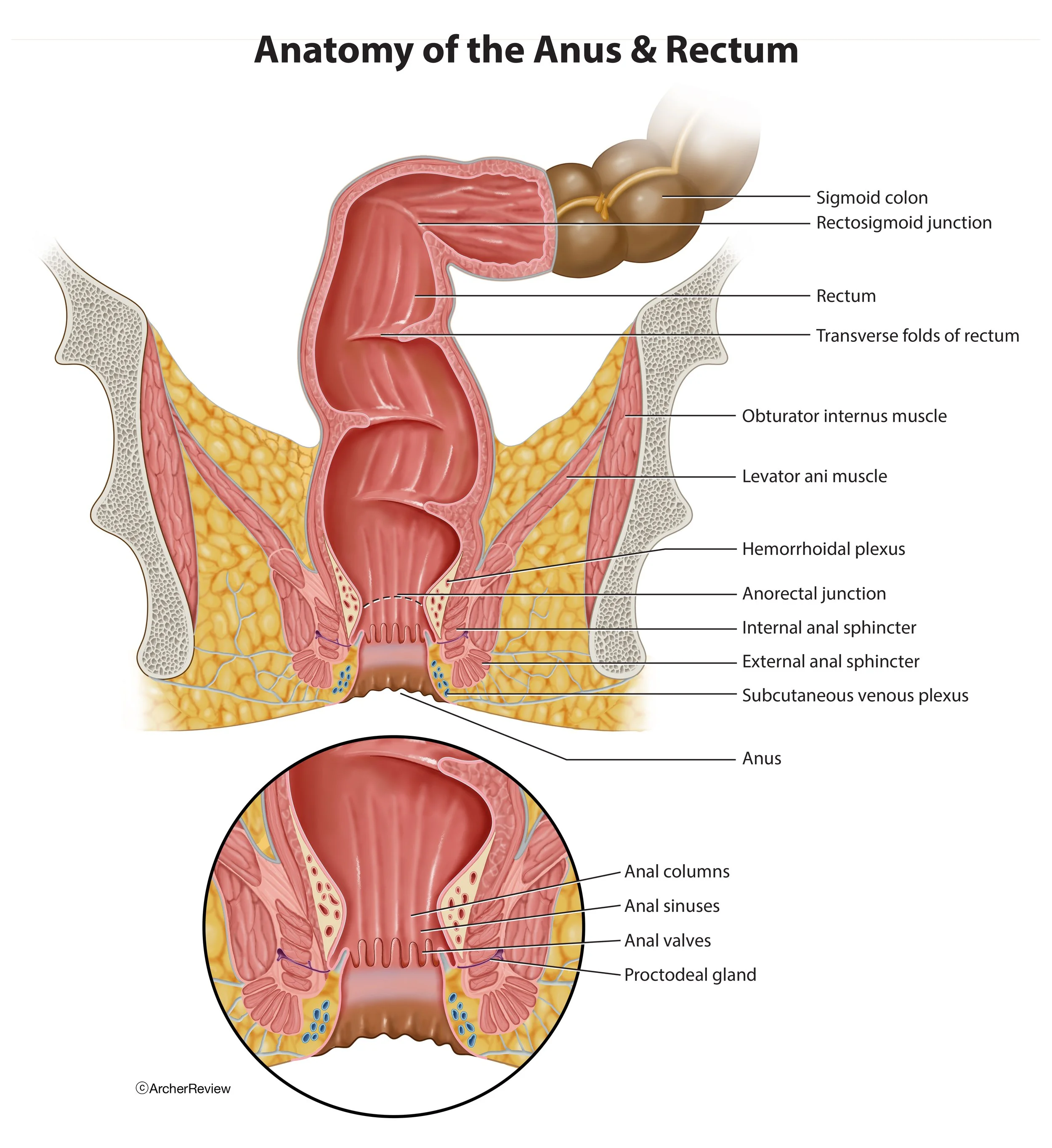 Anatomy_Anus_Rectum.jpg