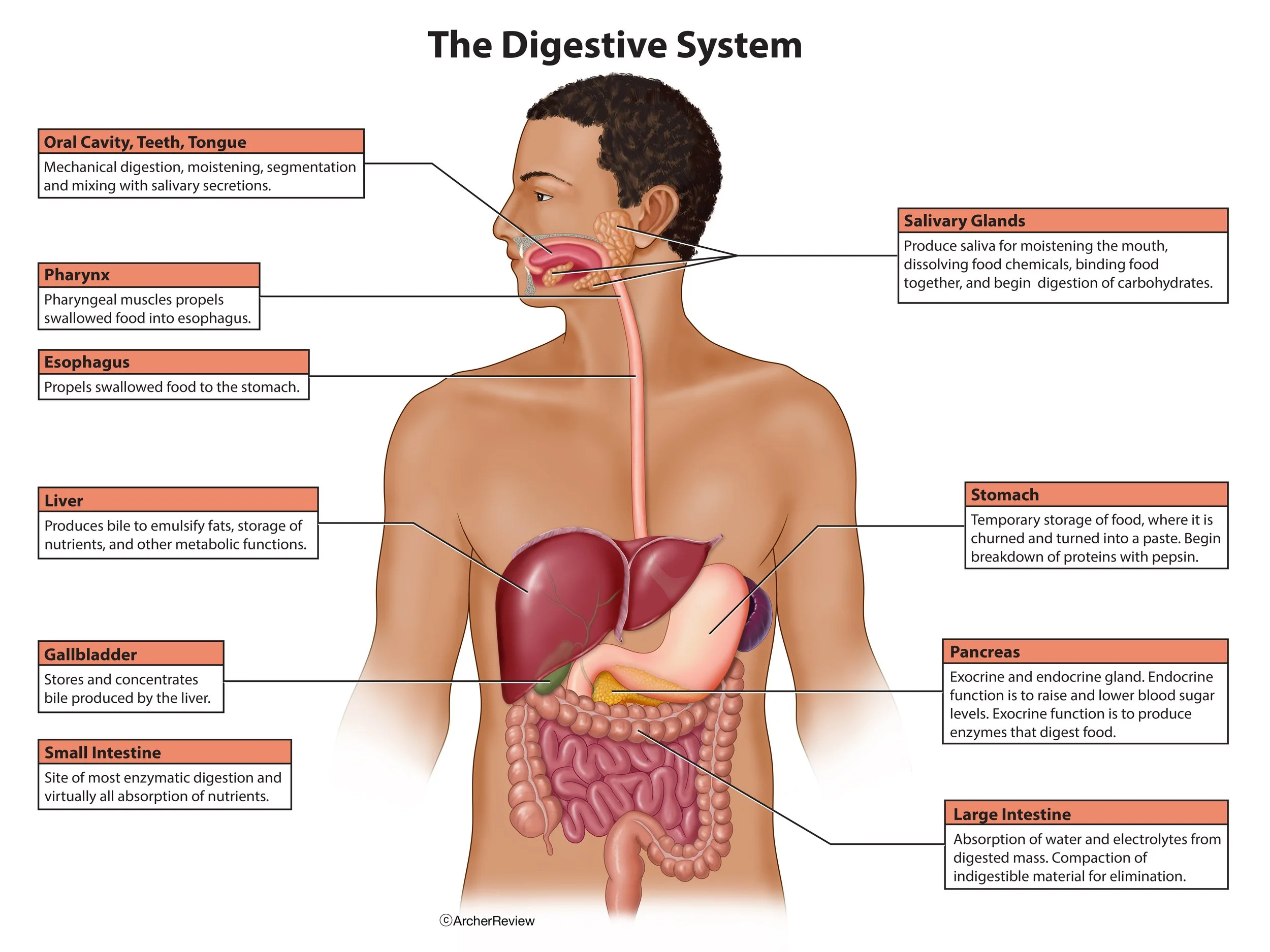 Digestive_System_Functions.jpg