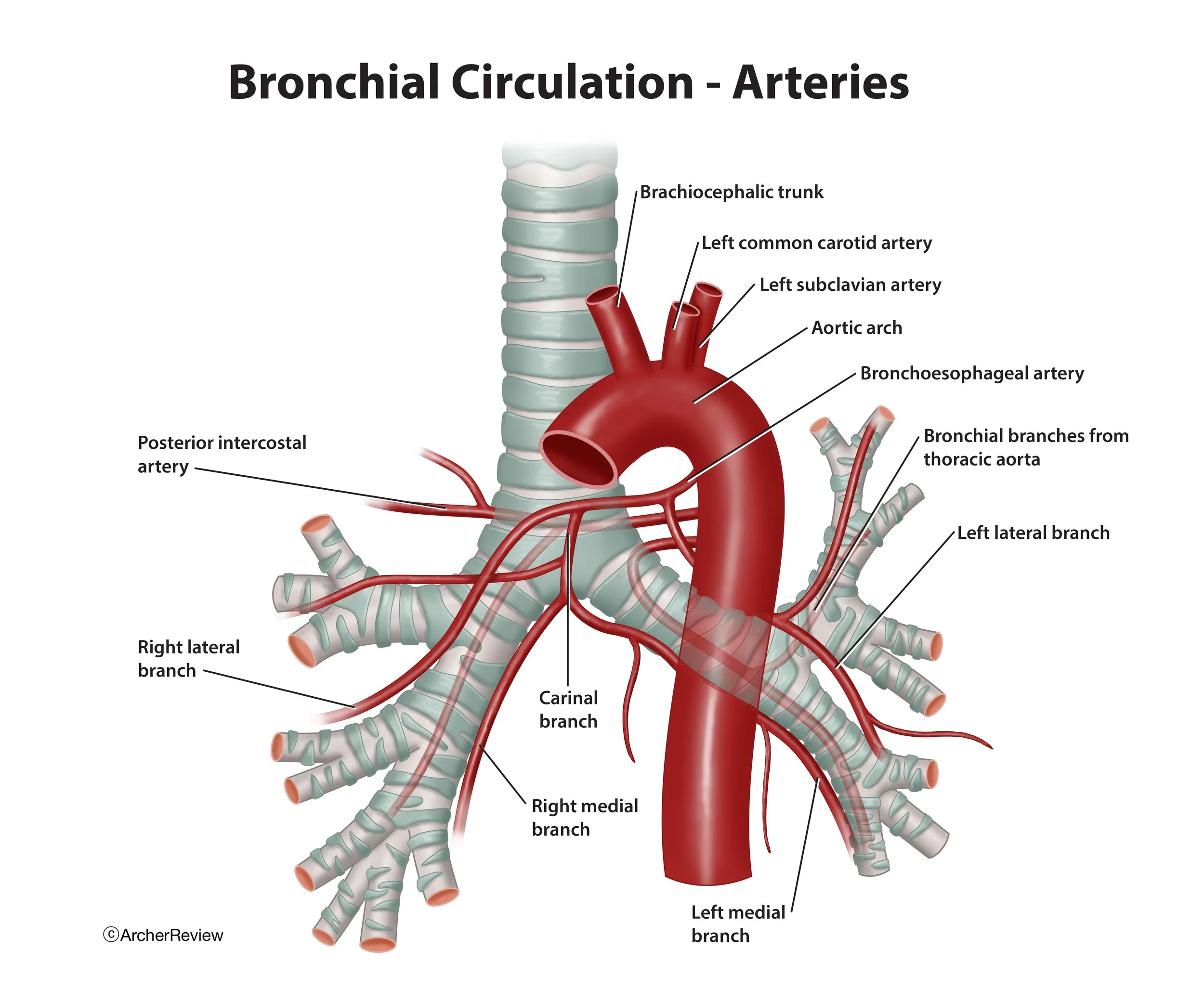 Bronchial_Circulation_Arteries.jpg