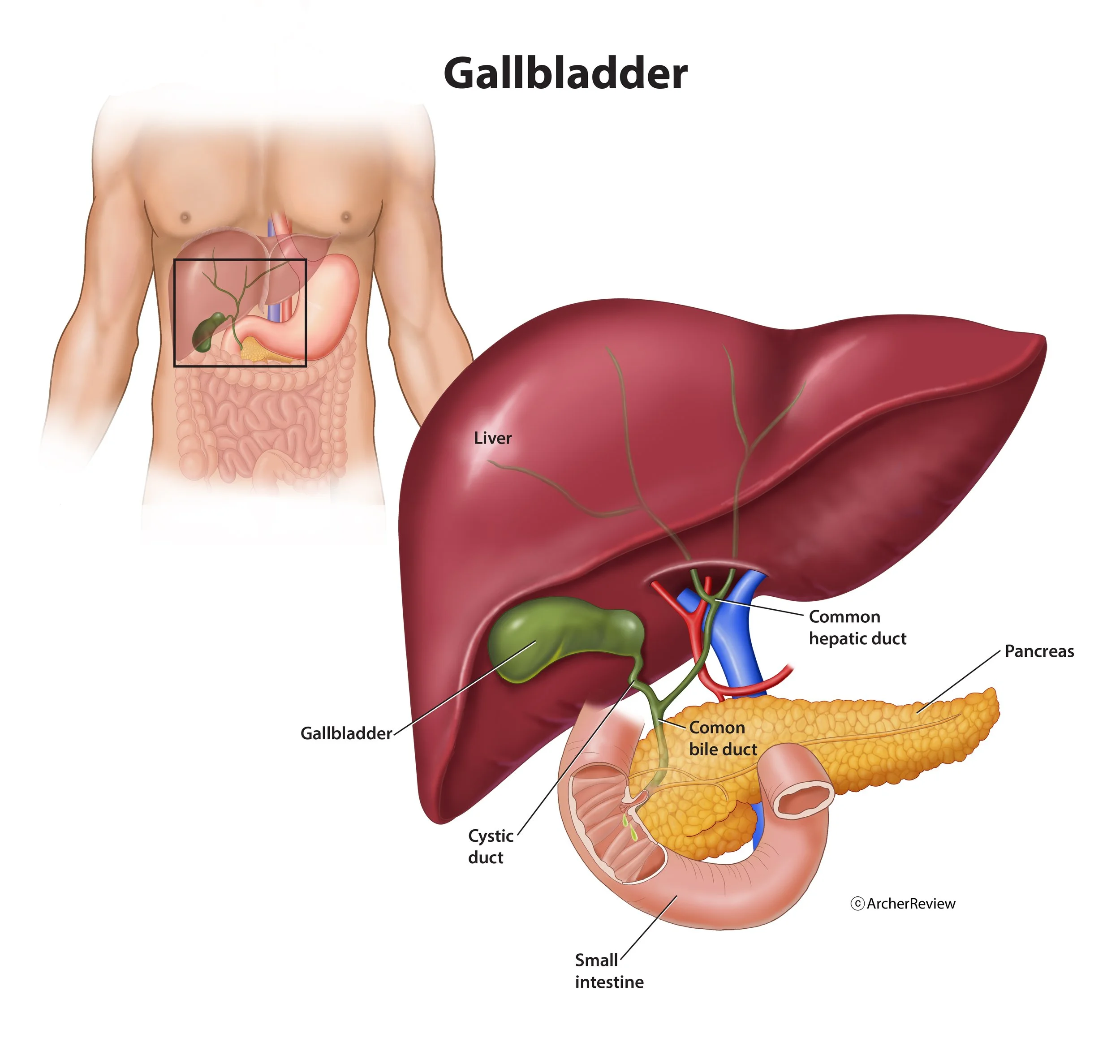 Gallbladder