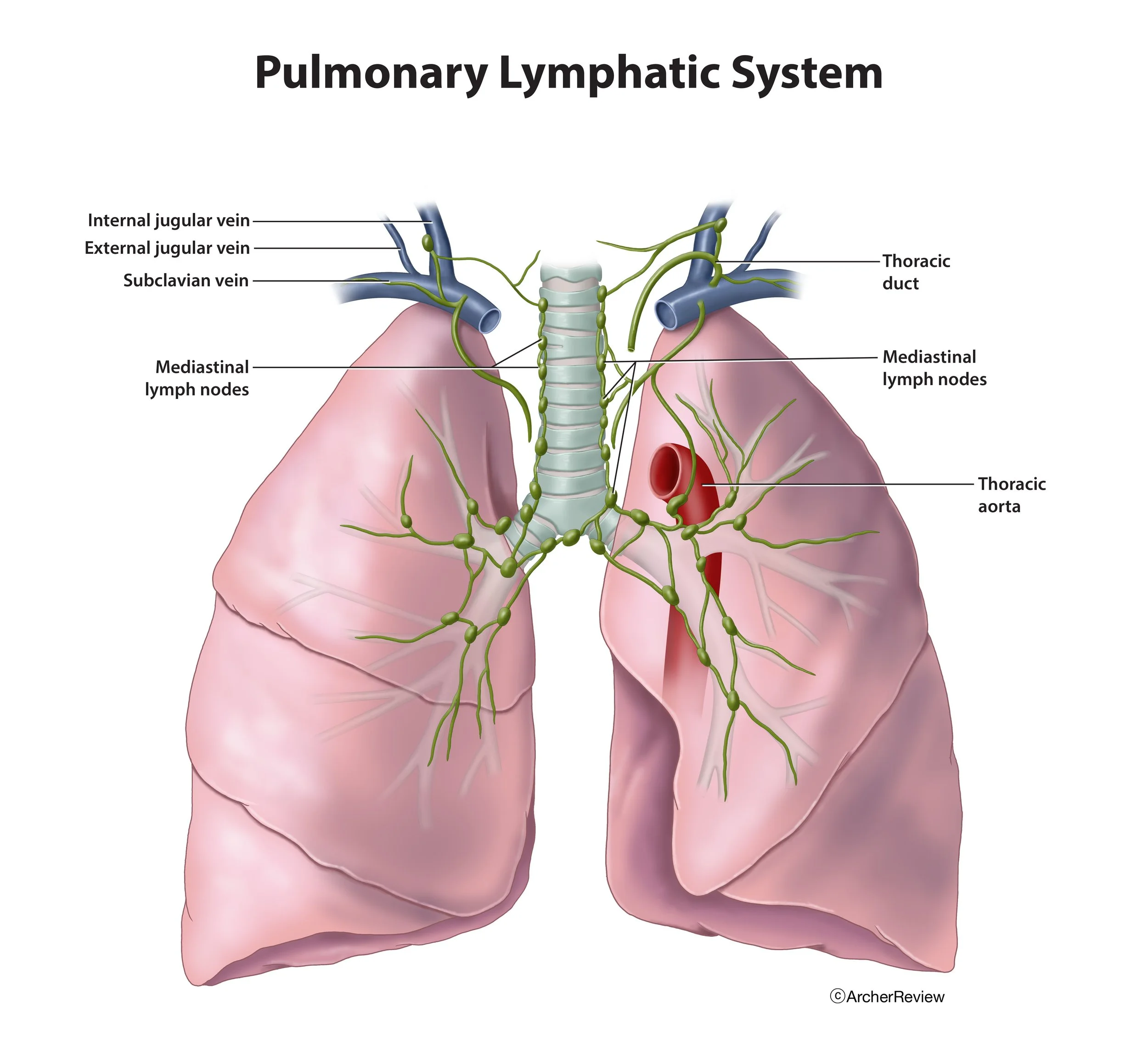 Pulmonary_Lymphatic_System.jpg