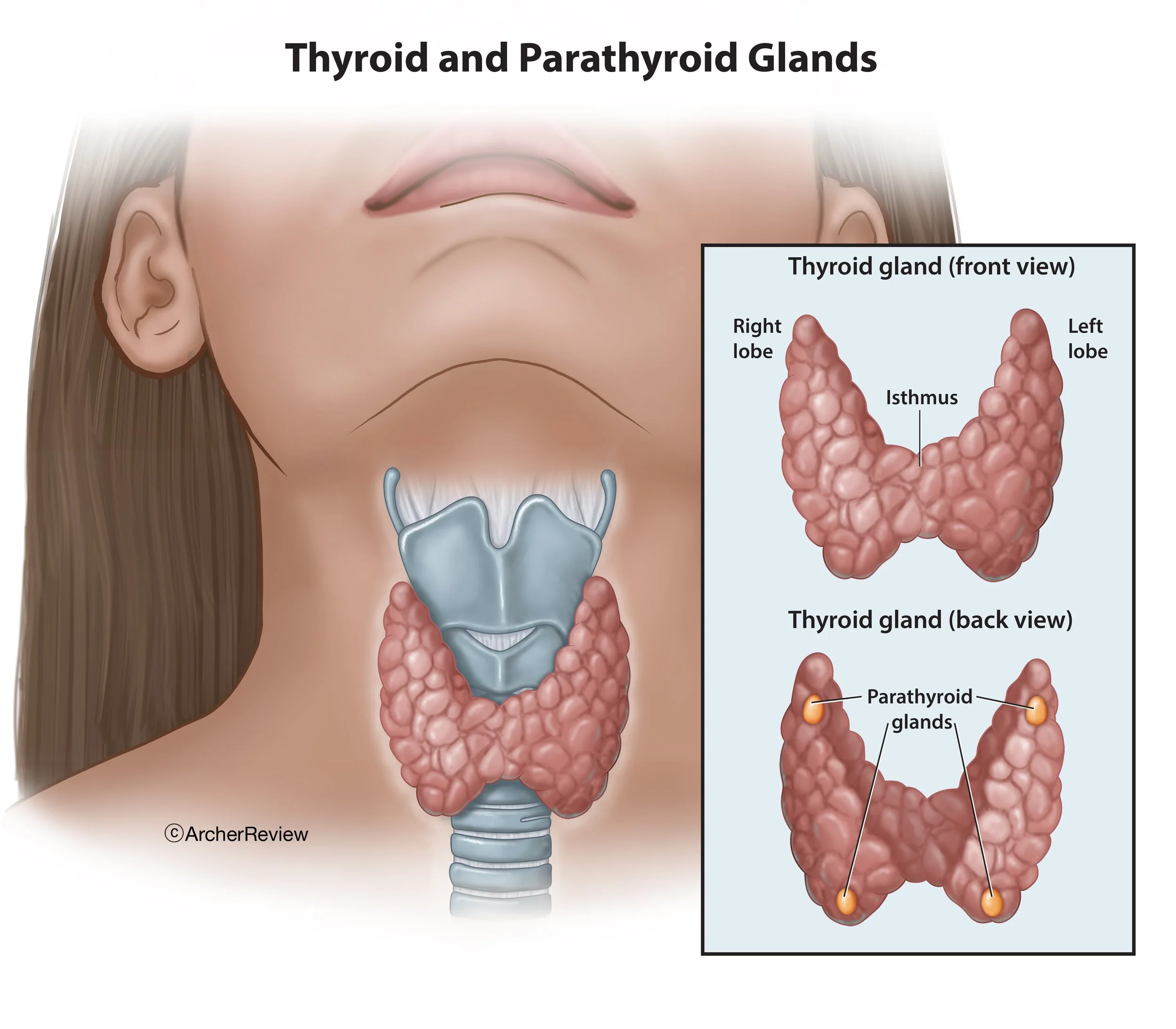 Thyroid_Parathyroid