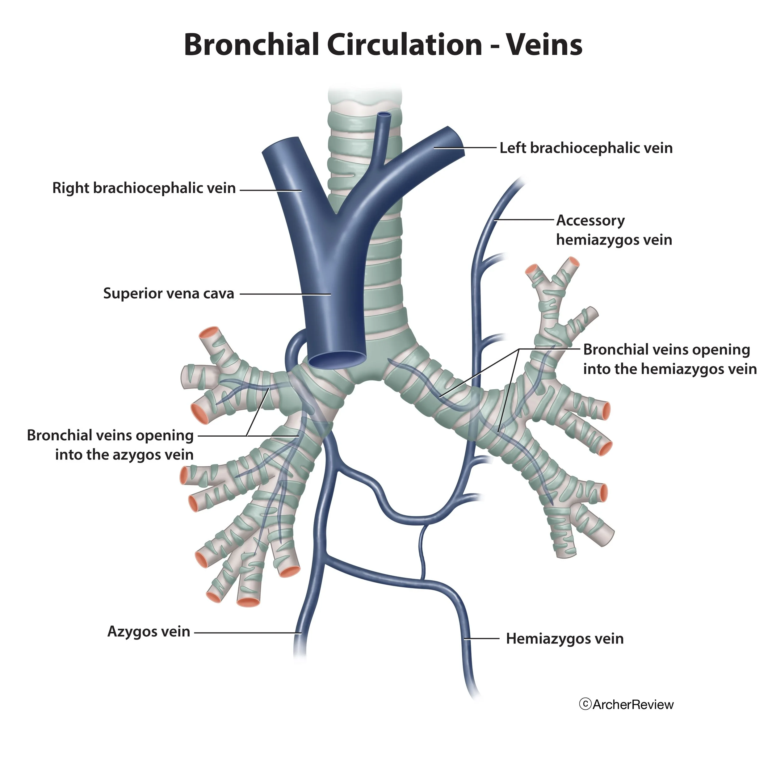 Bronchial_Circulation_Veins.jpg