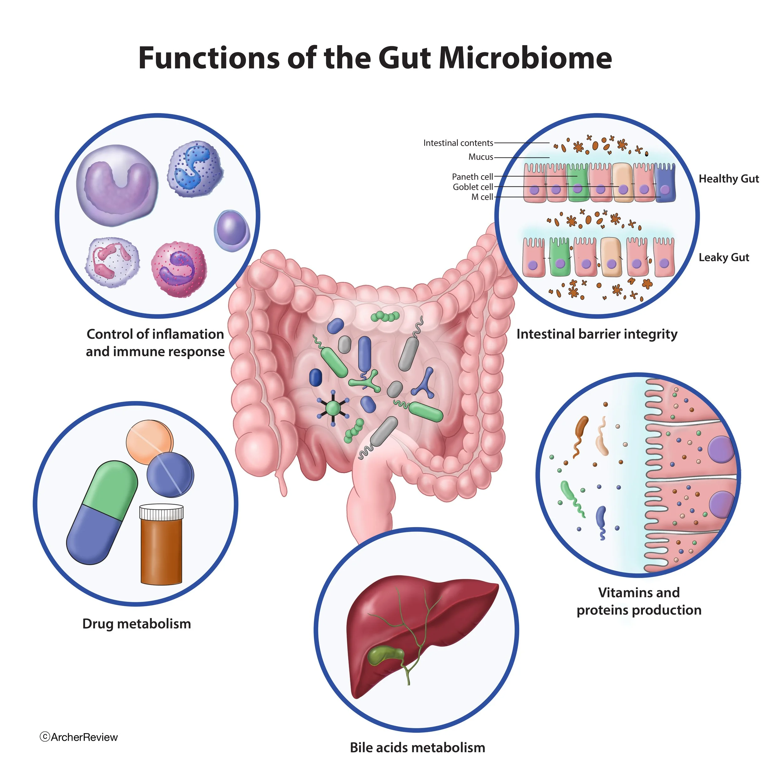 Functions_Gut_Microbiome.jpg