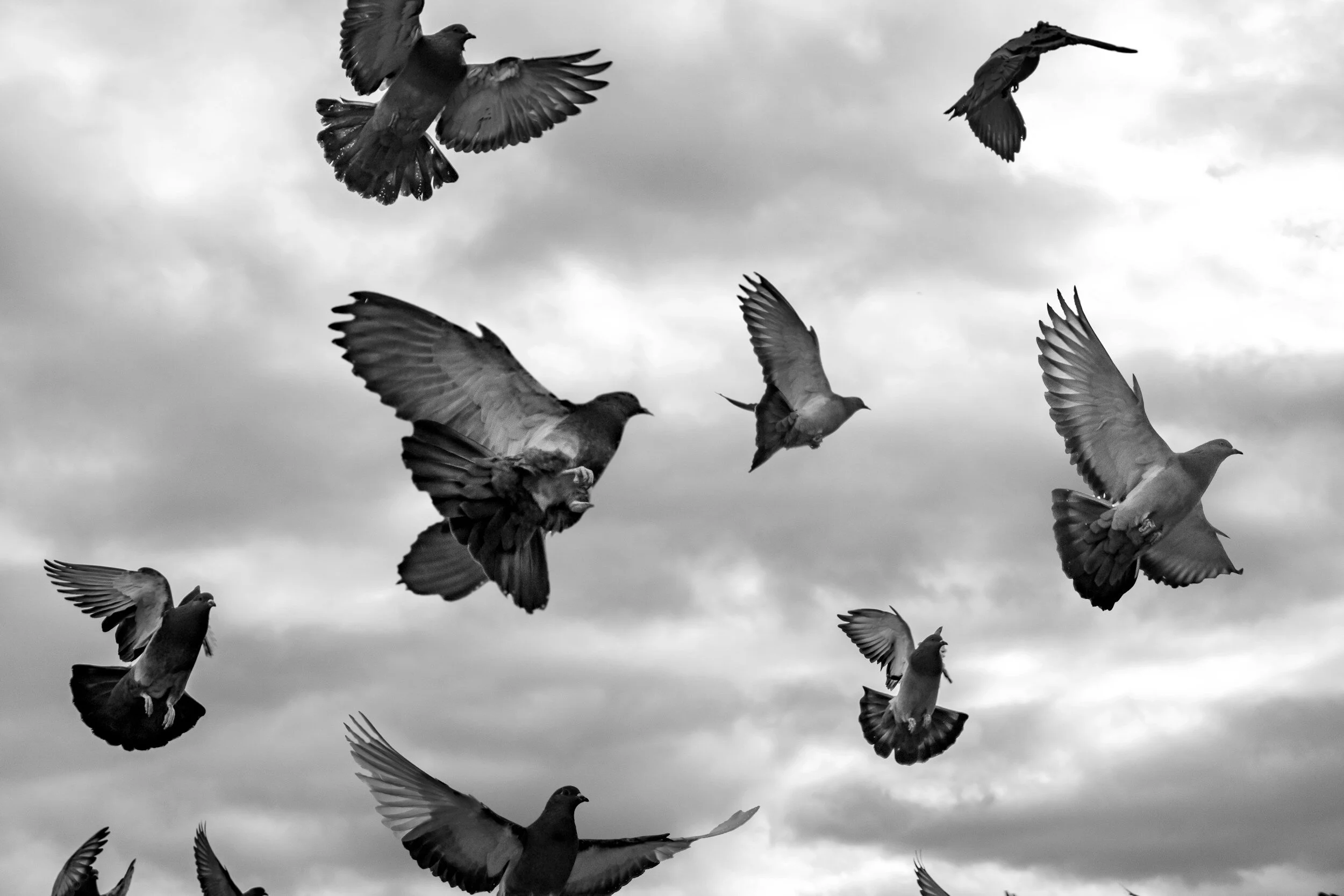 Overcoming Ornithophobia: The Wings of Change with Hypnotherapy