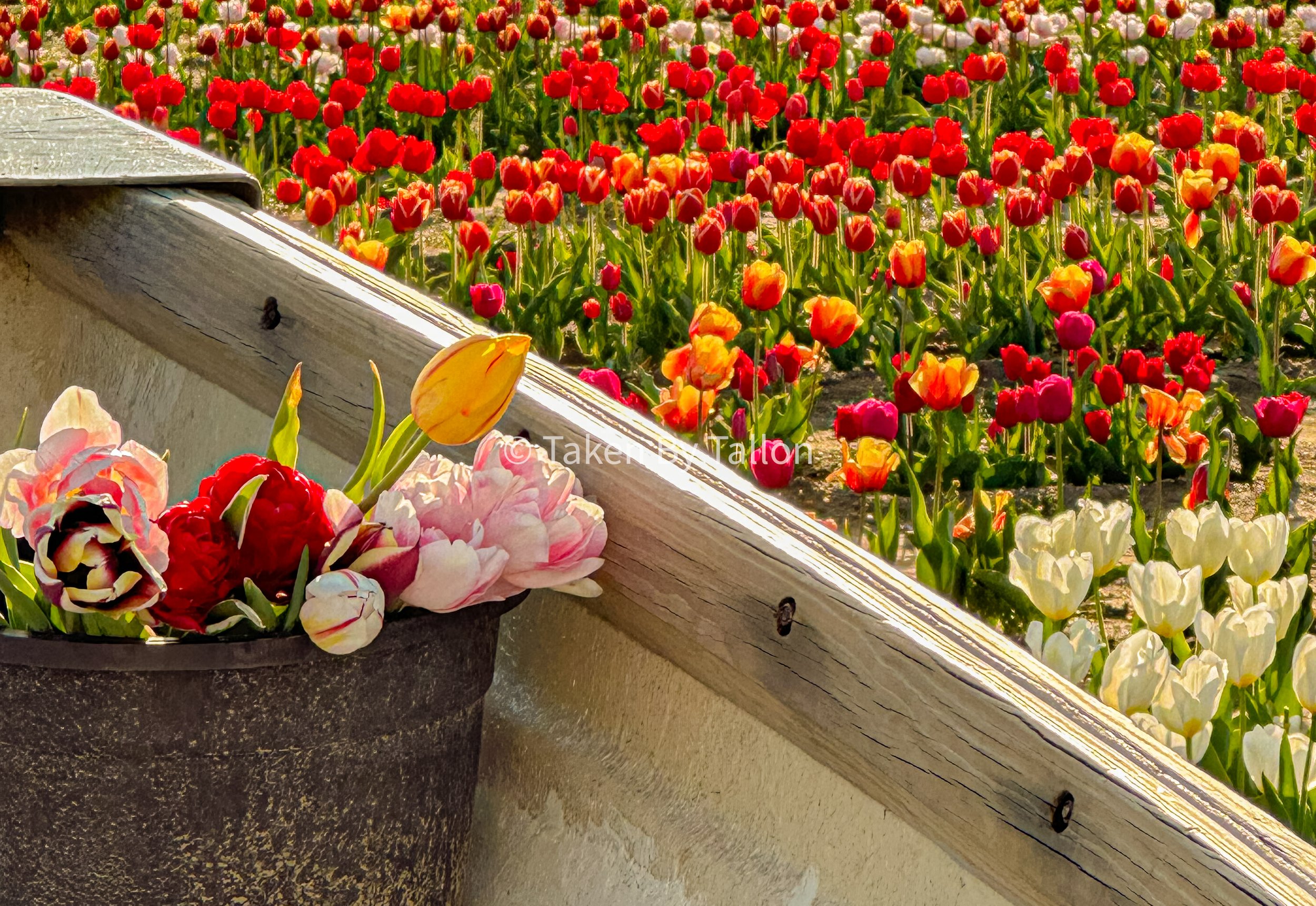 field of blooms.jpg