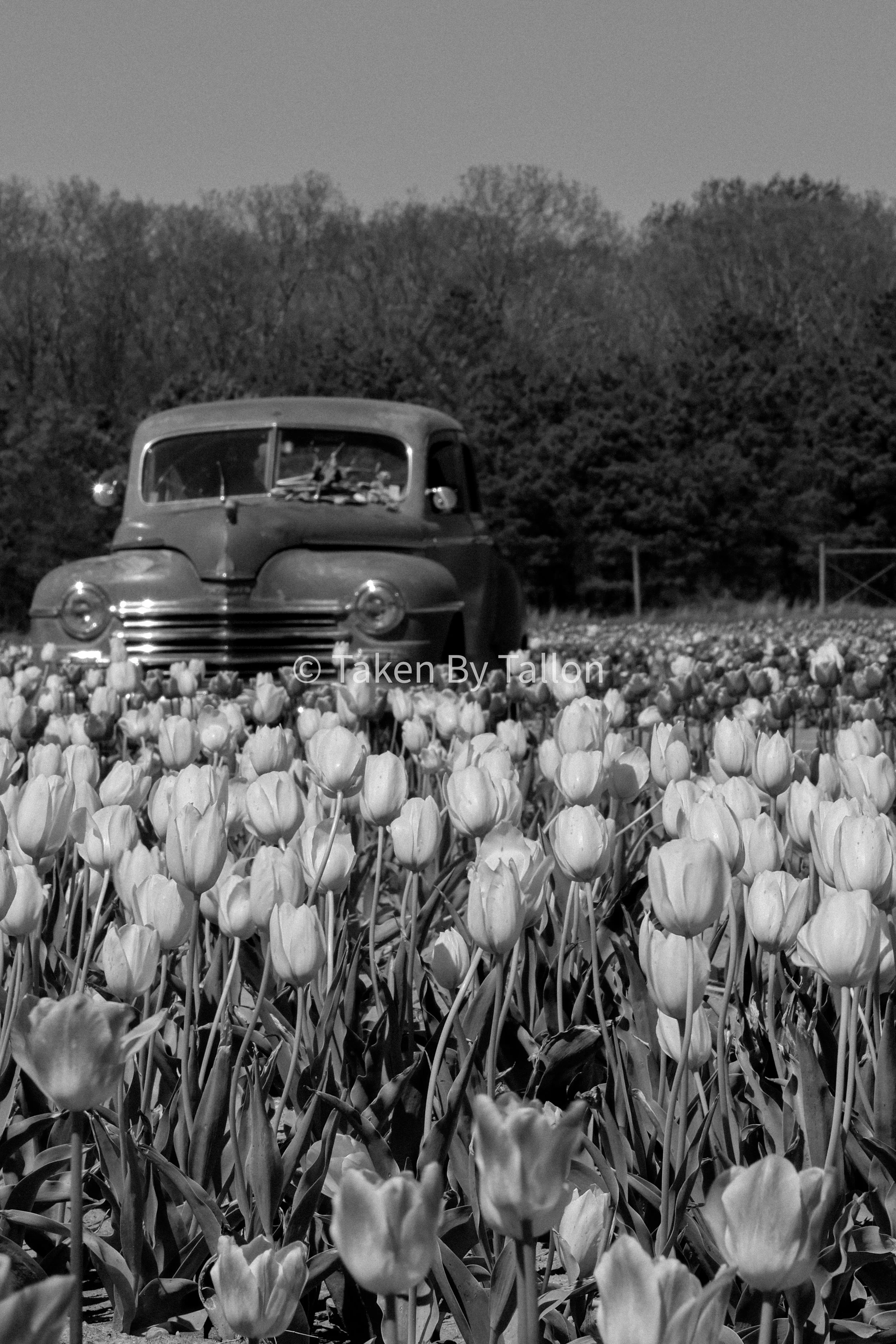 Roadside BW.jpg